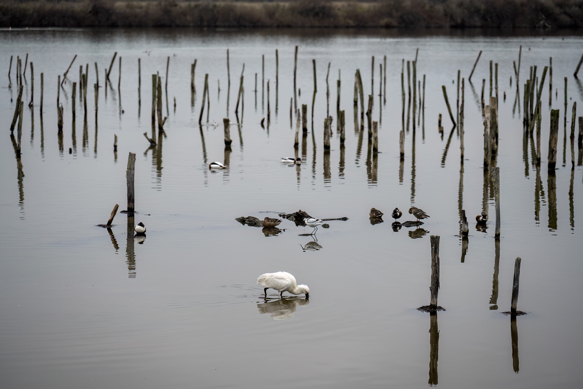 Spatola e Avocetta