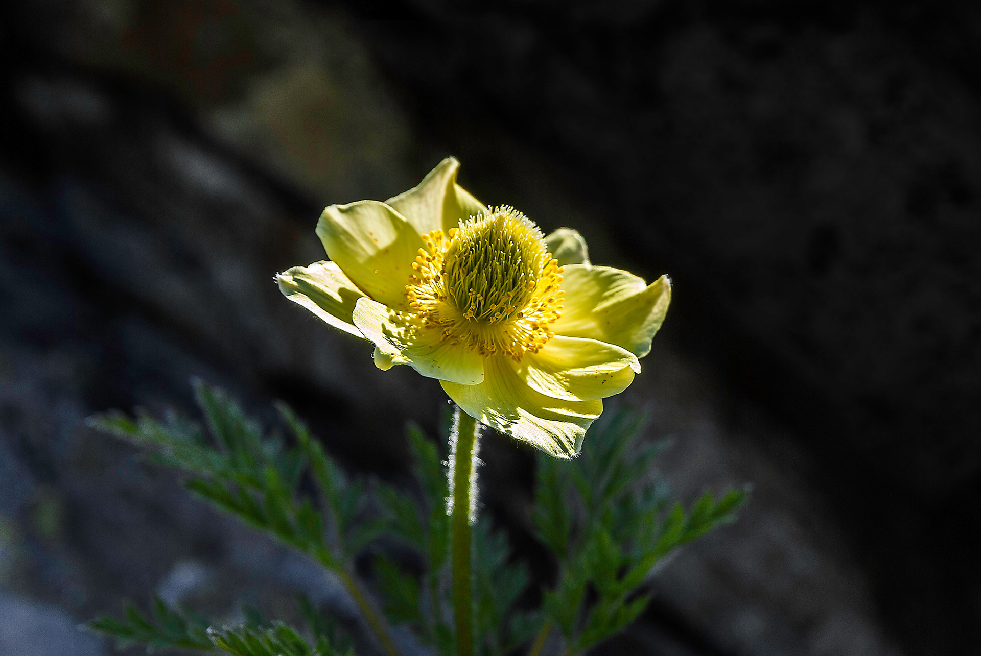 Anemone sulfureo
