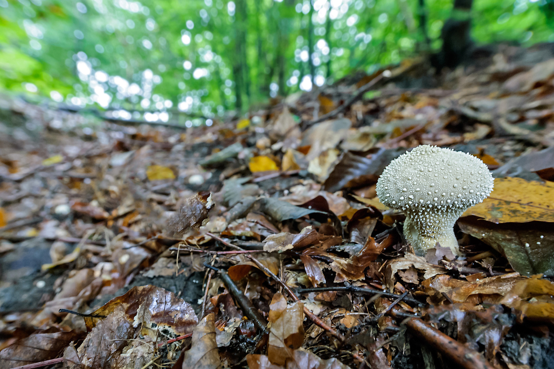 Lycoperdon perlatum