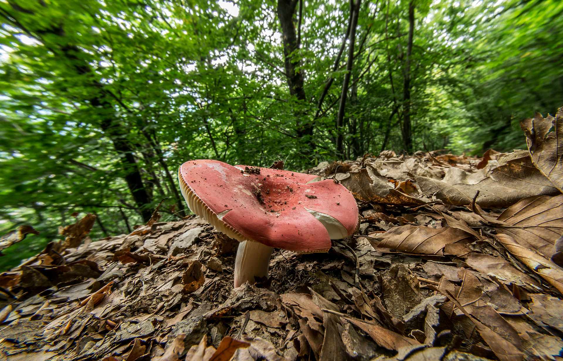 Russula sanguinea