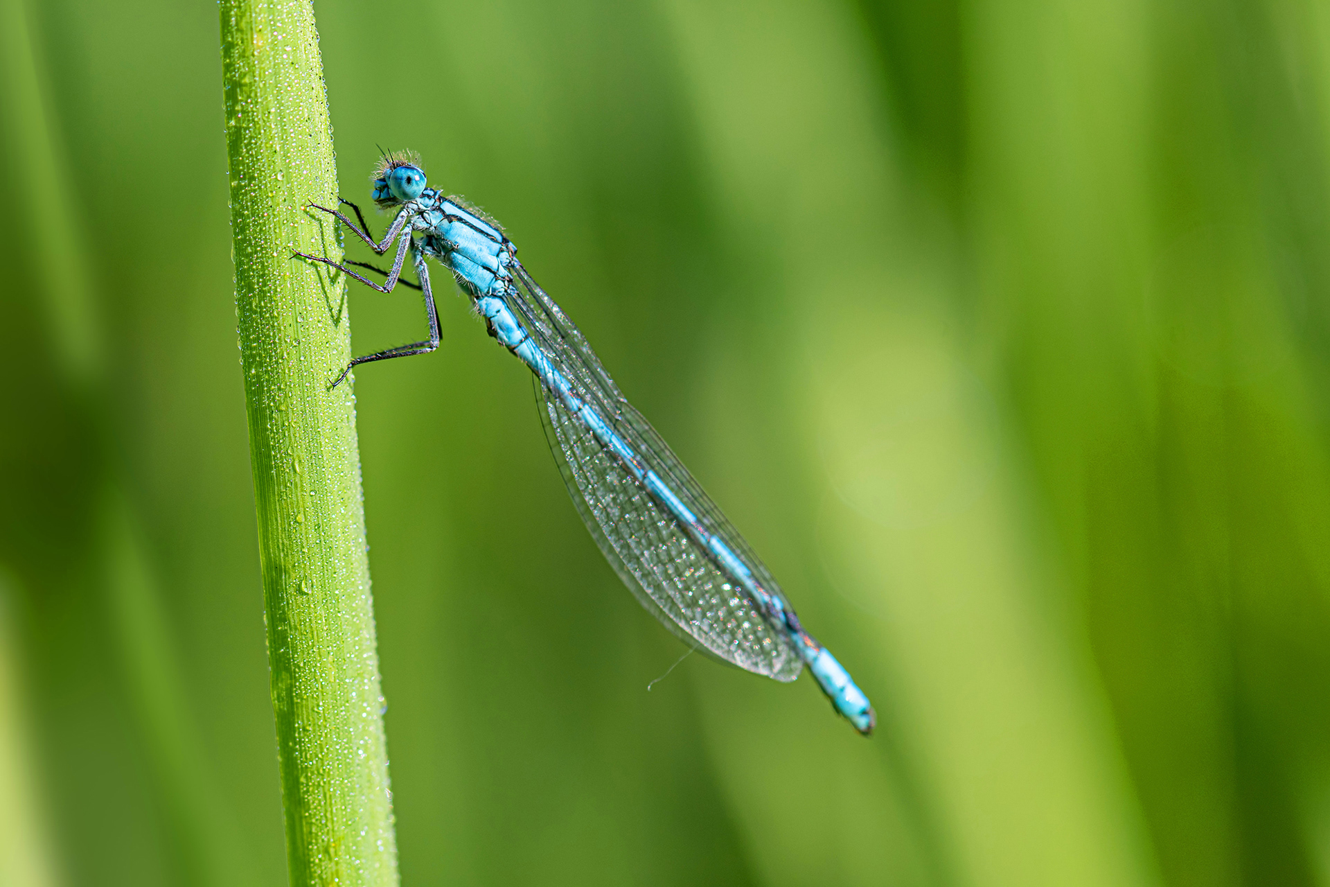 Coenagrion puella maschio