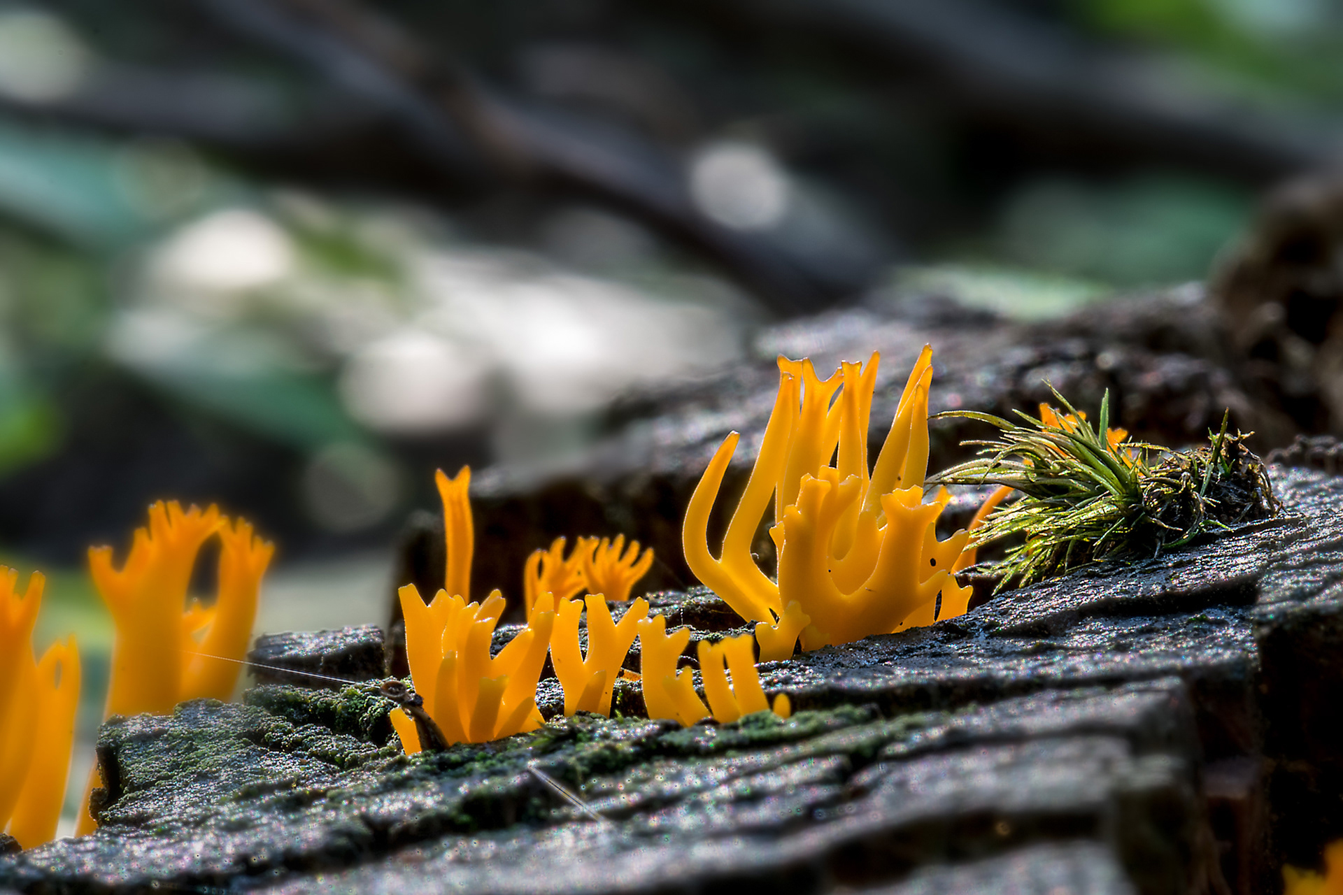 Calocera viscosa