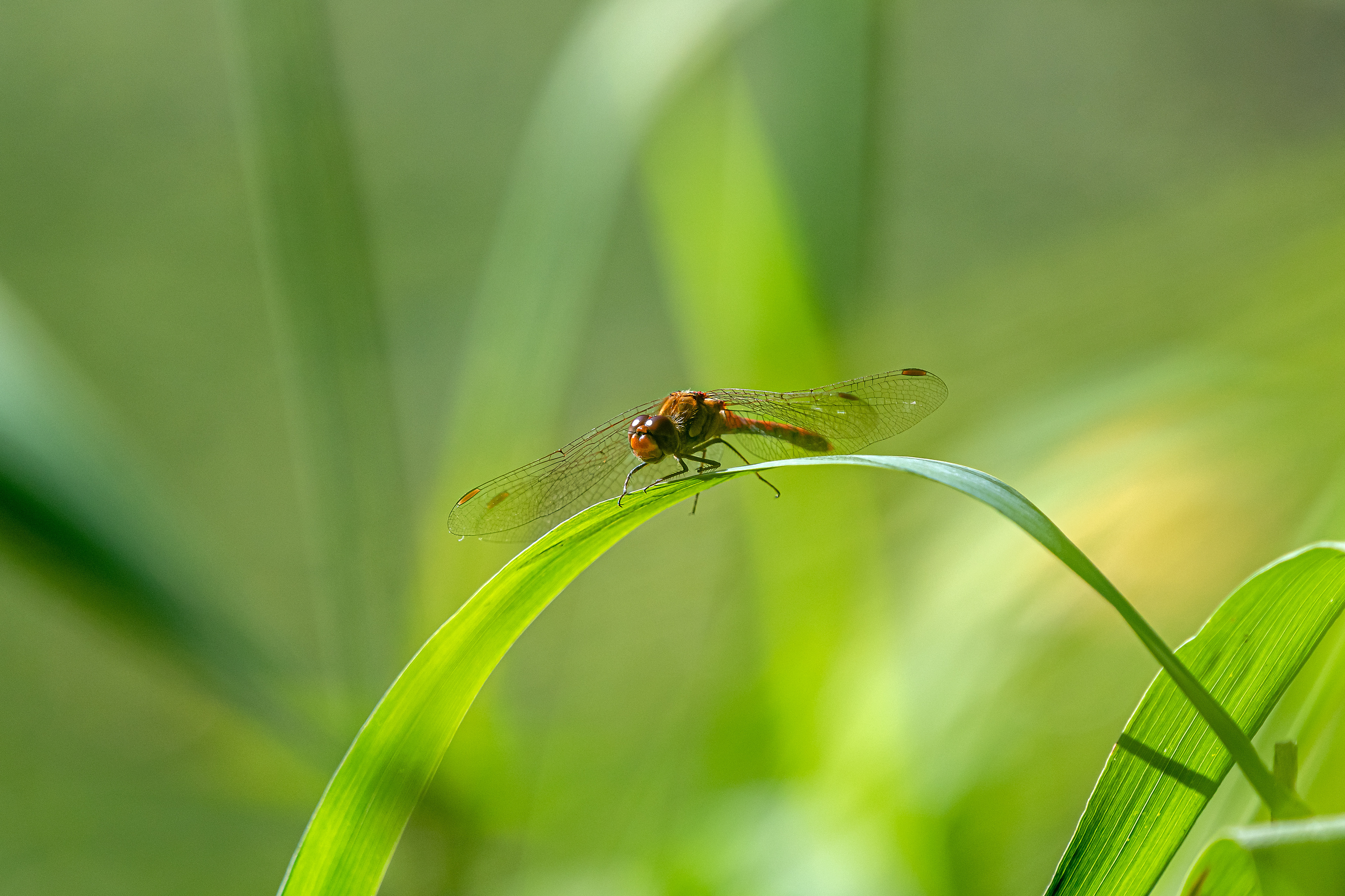 Sympetrum sanguineum