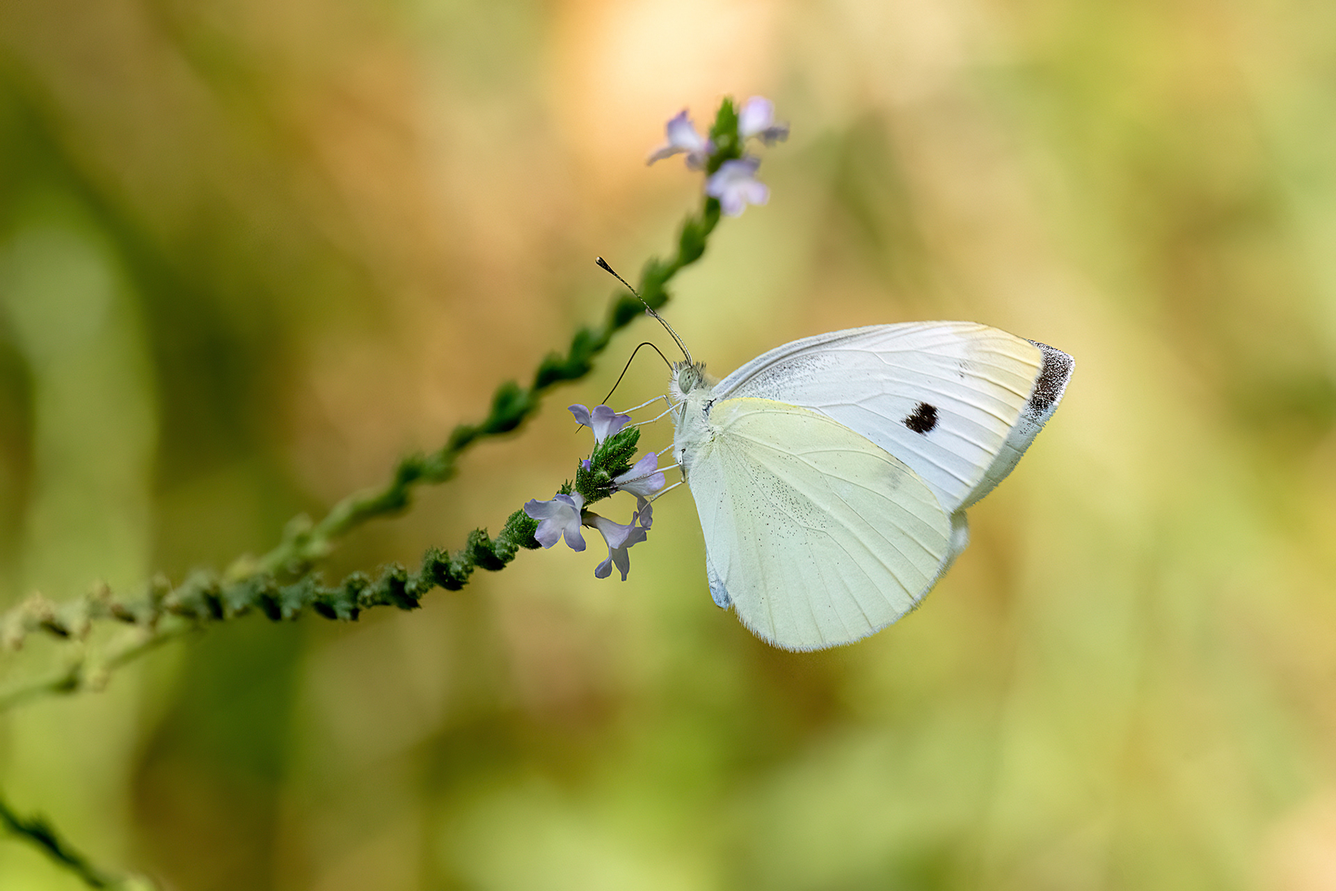 Cavolaia minore - Pieris rapae