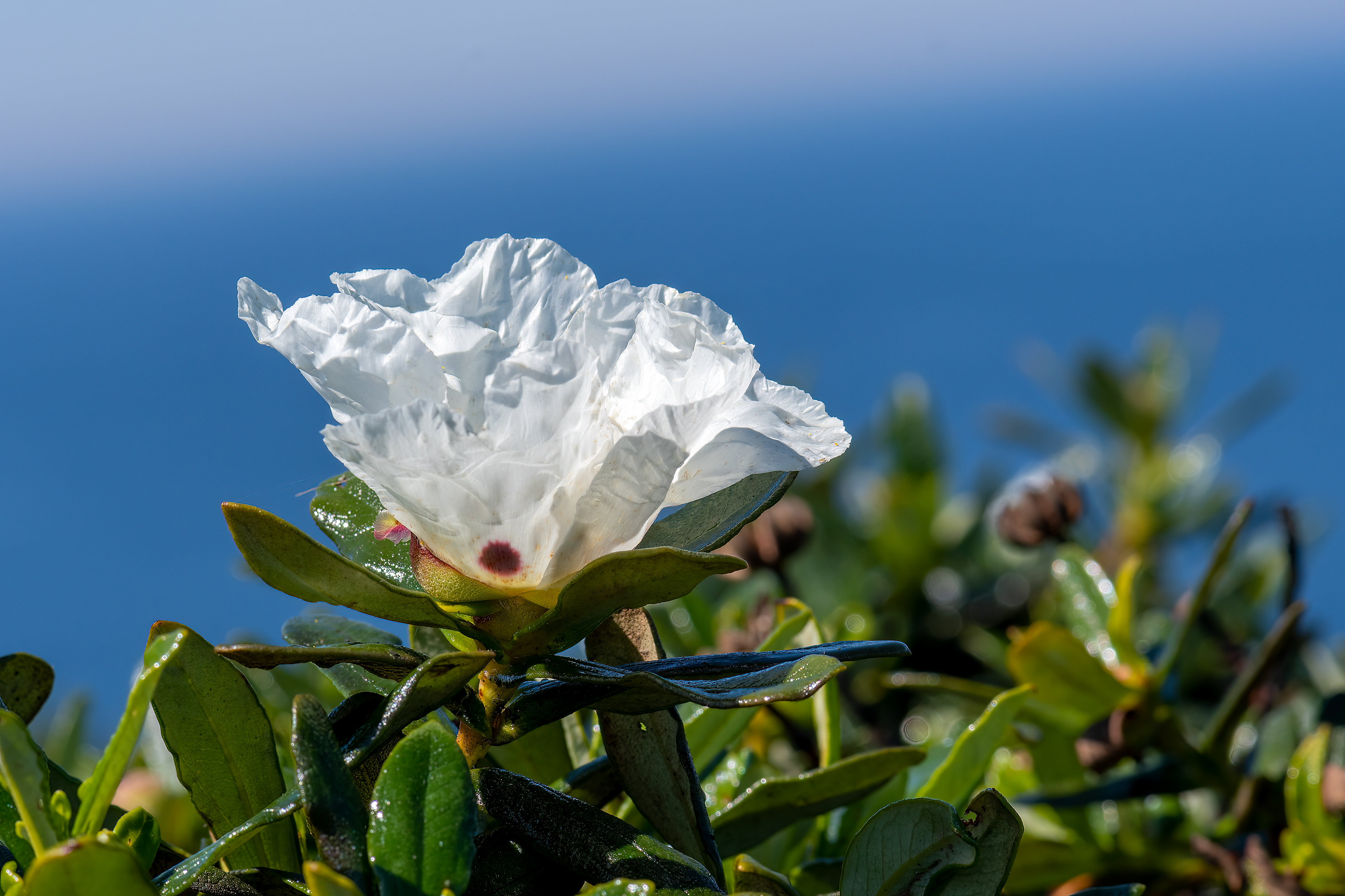 Cistus palhinhae