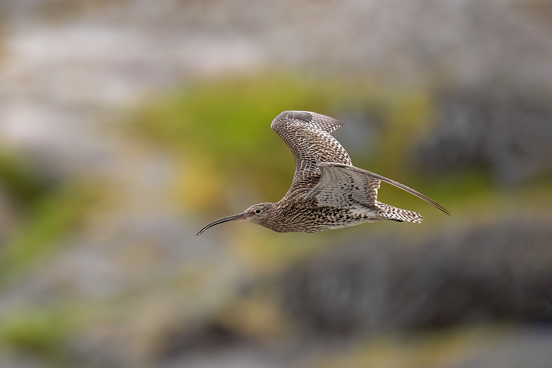Chiurlo maggiore maschio