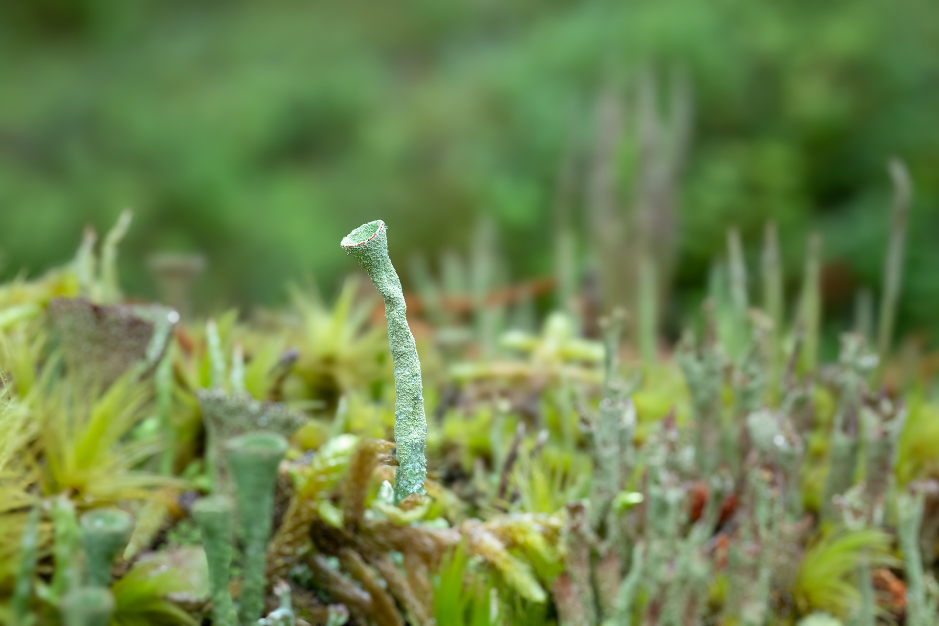 Cladonia fimbriata