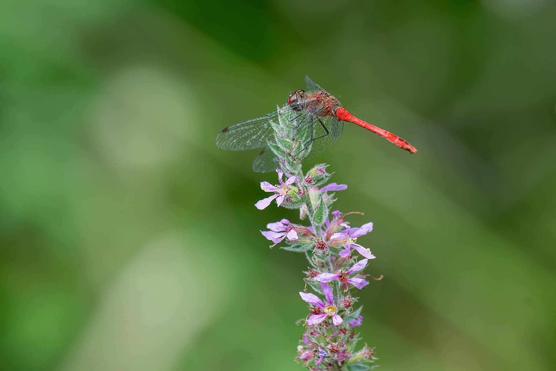 Sympetrum sanguineum