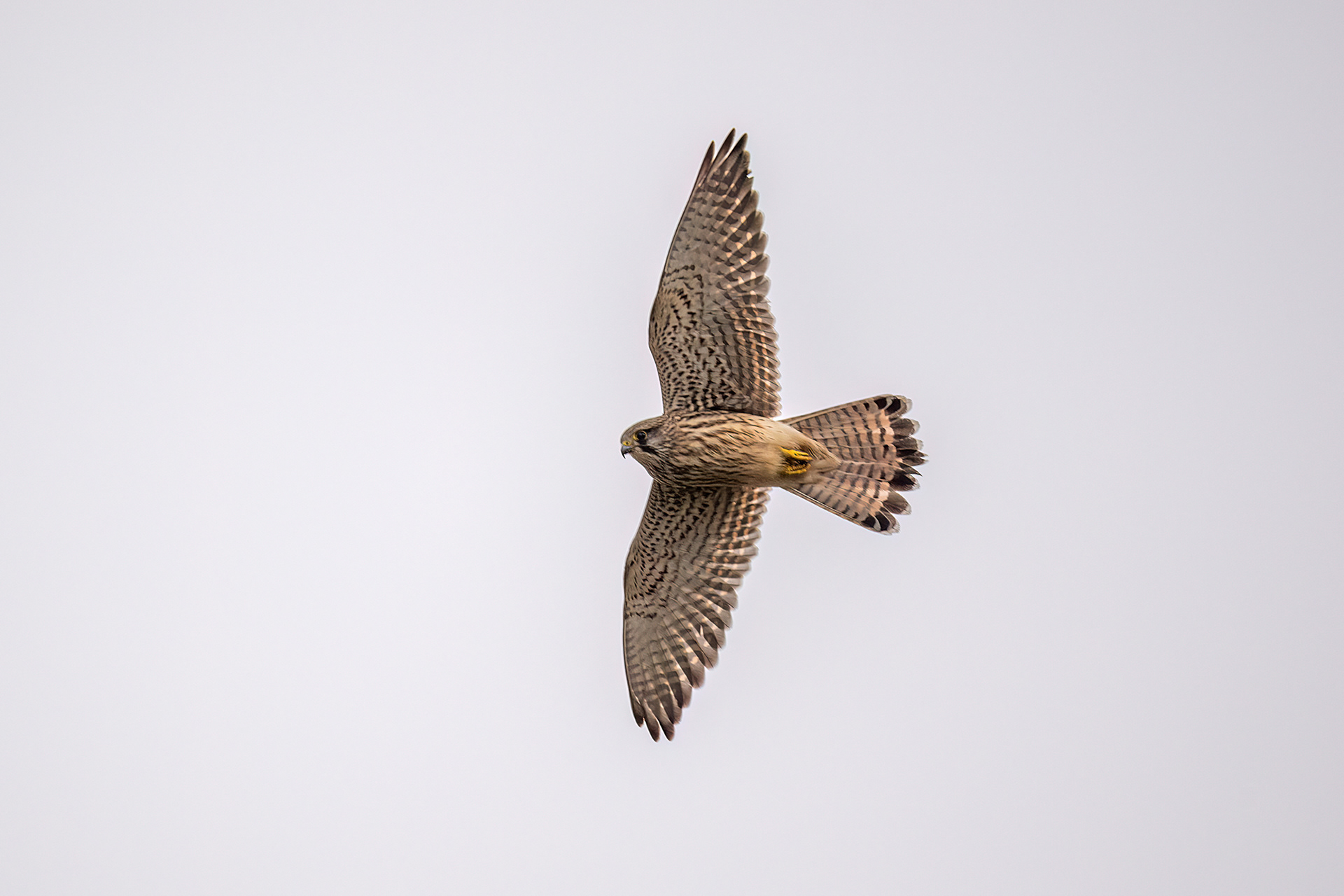 Pointe du Raz - Gheppio femmina