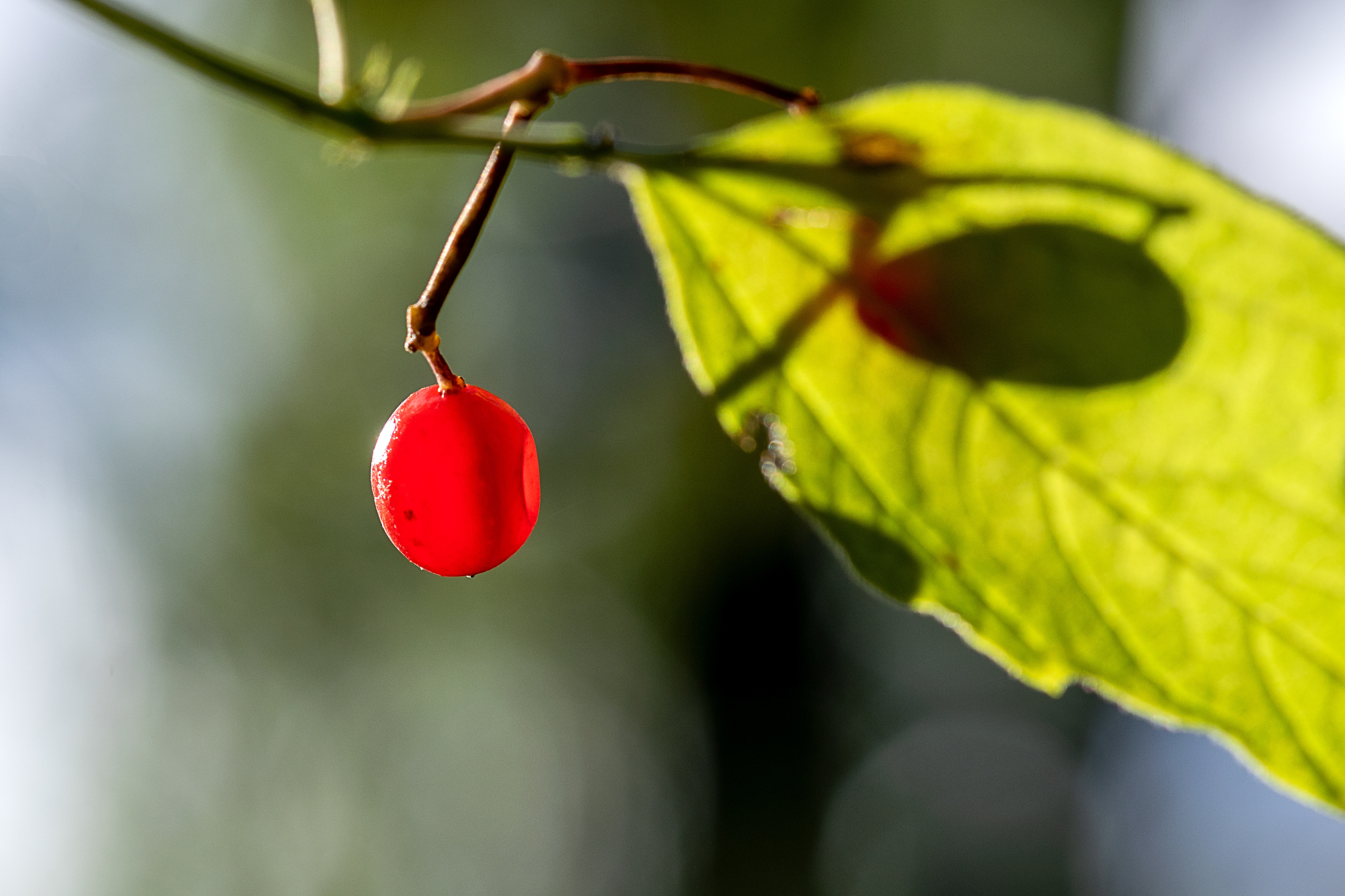 Sambuco rosso