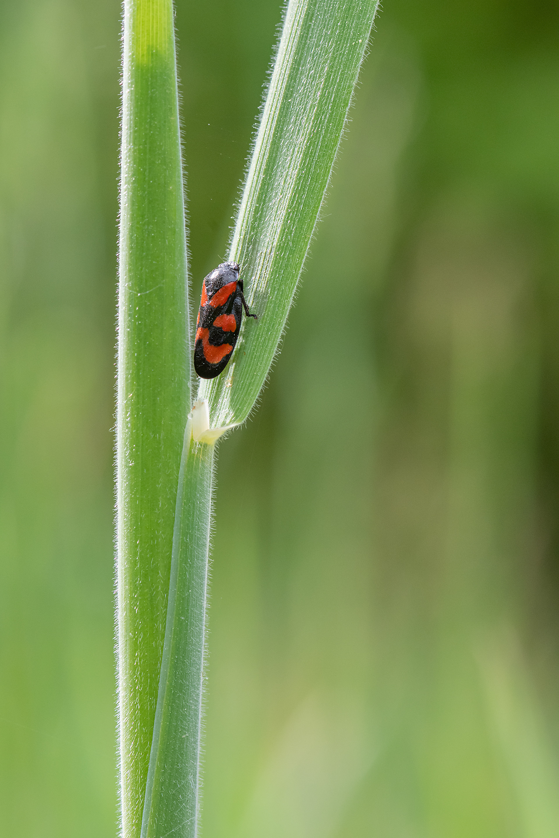 Cercopis sanguinolenta
