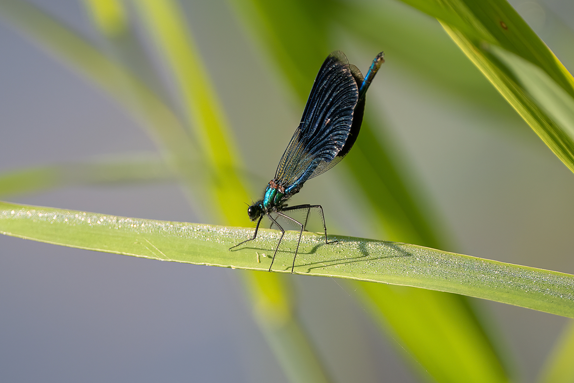 Calopteryx virgo