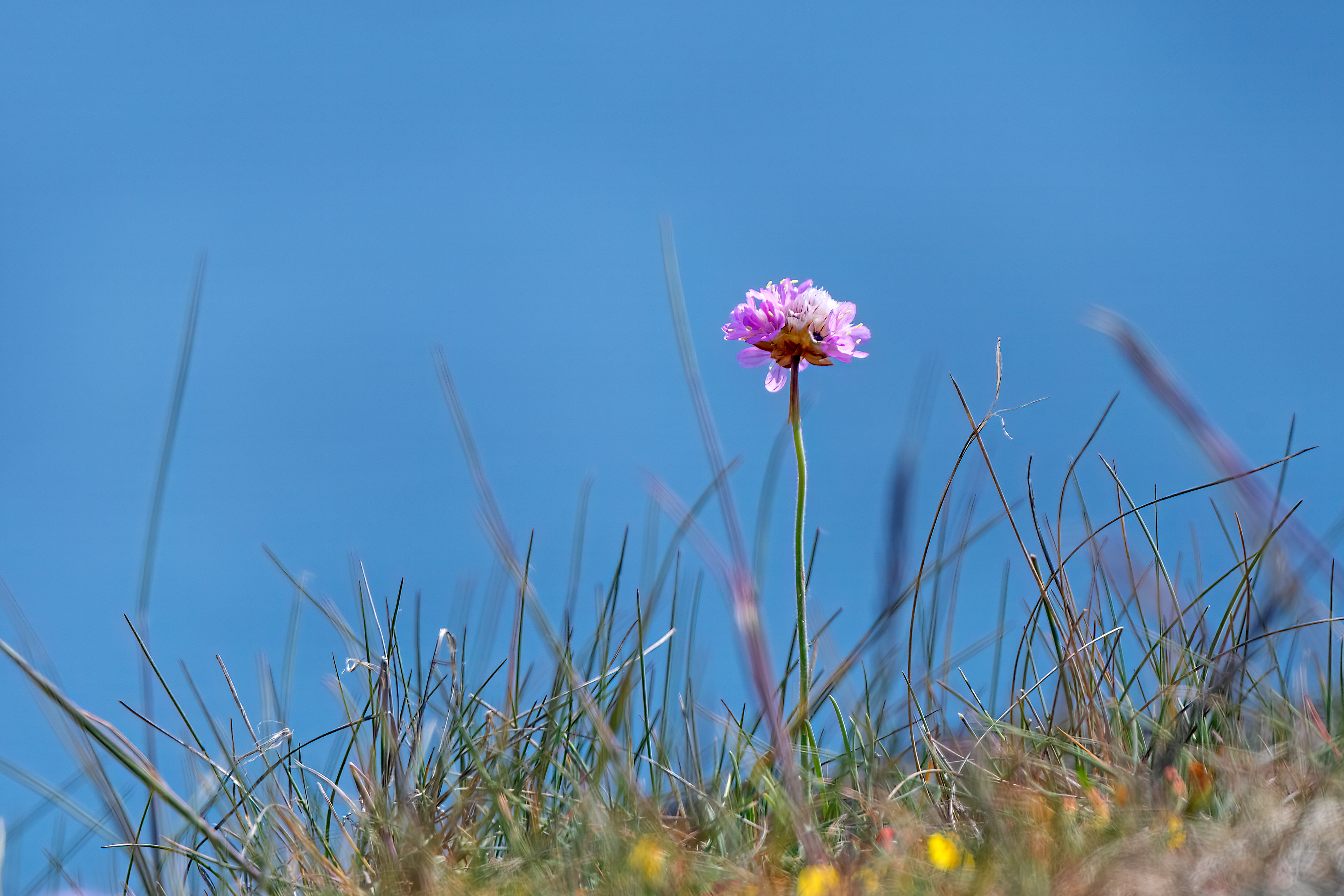 Armeria marittima