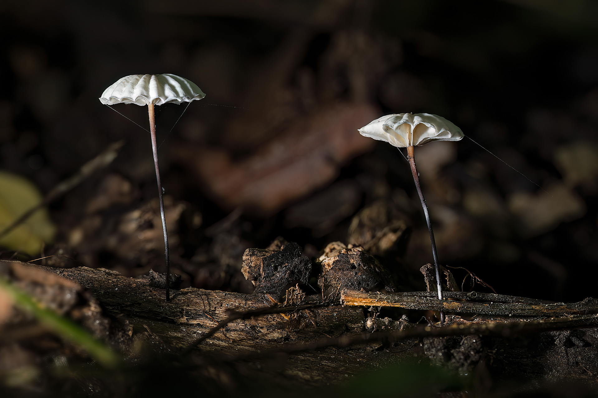 Marasmius