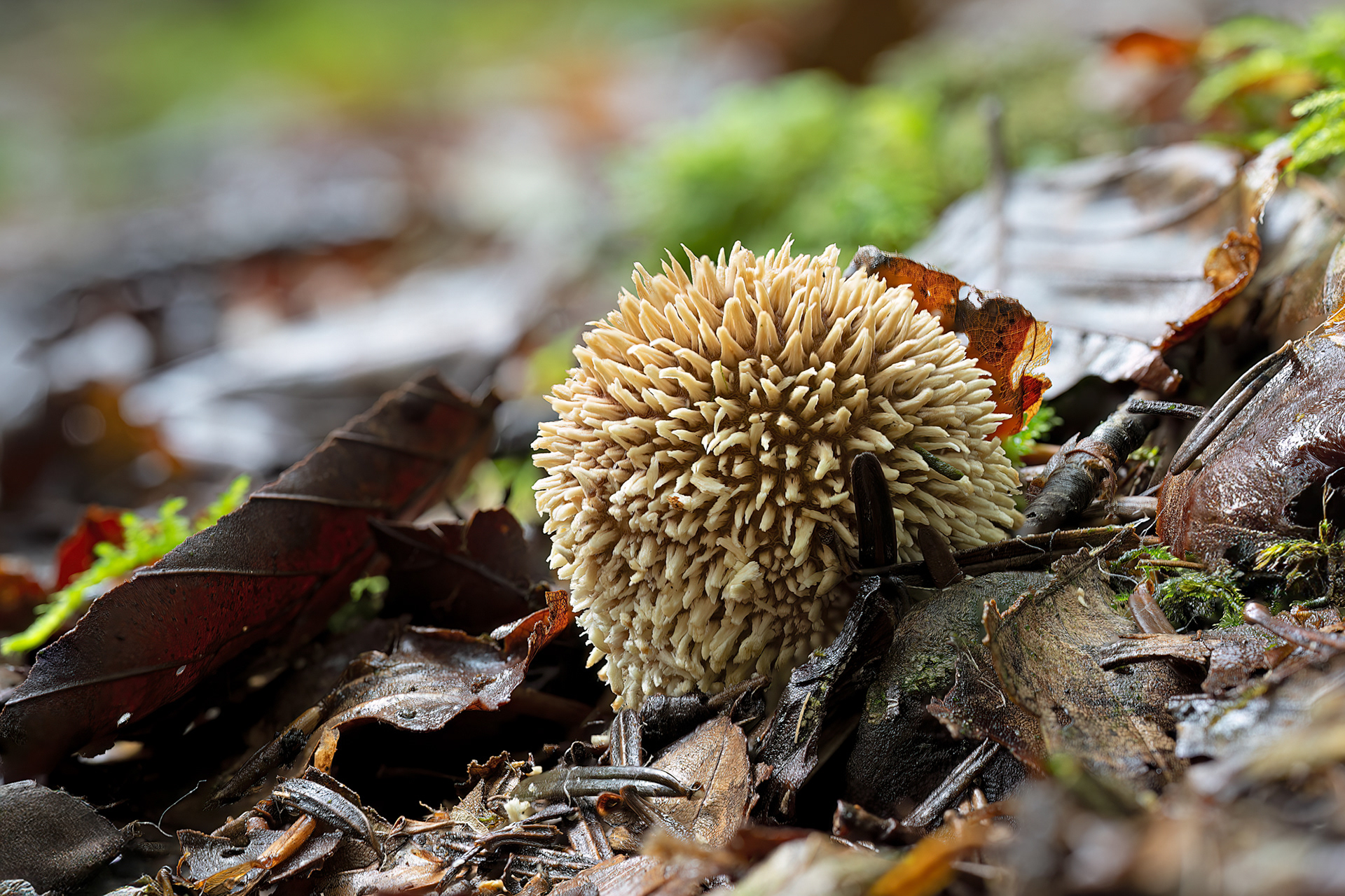 Lycoperdon echinatum