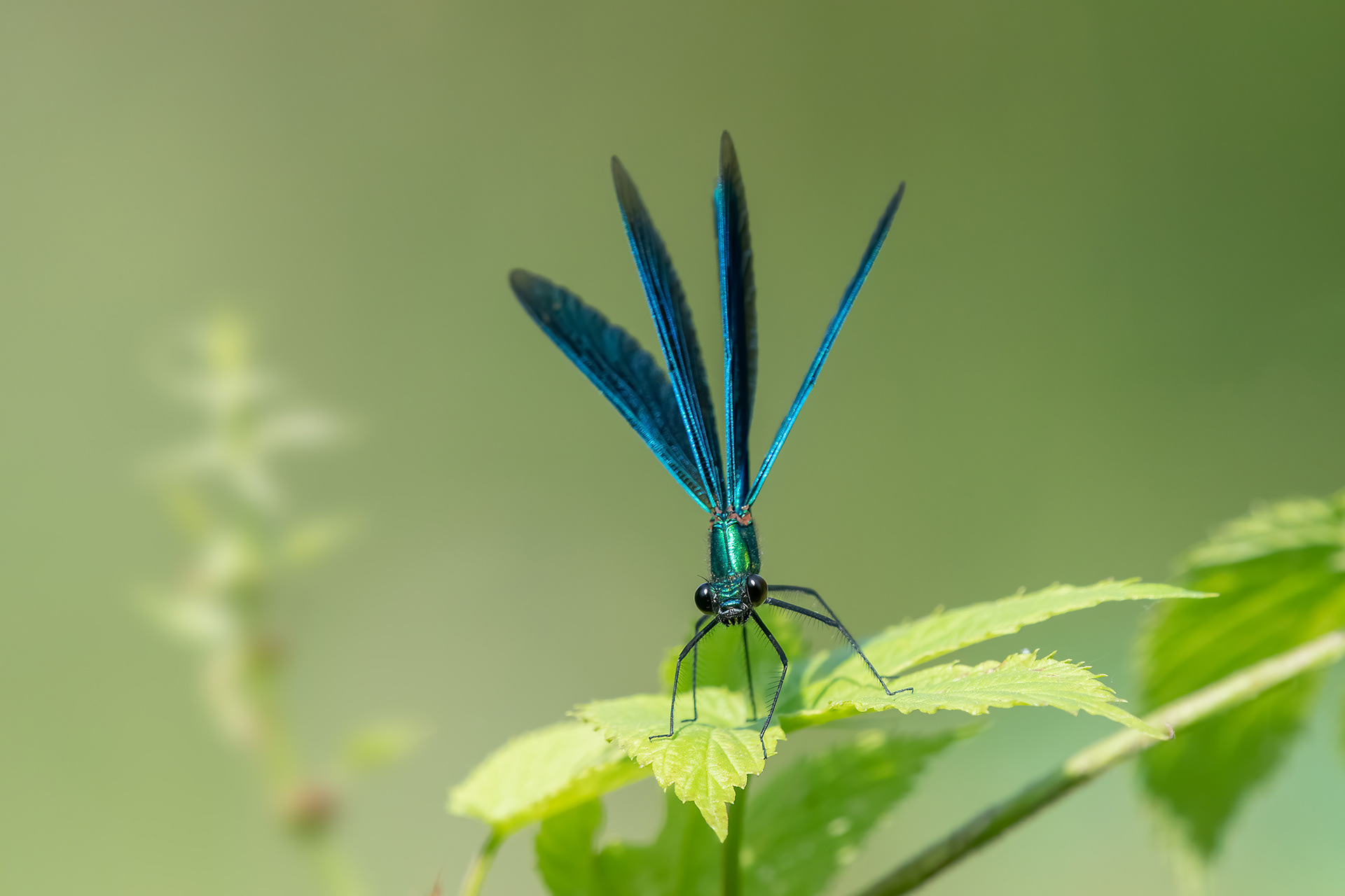 Calopteryx