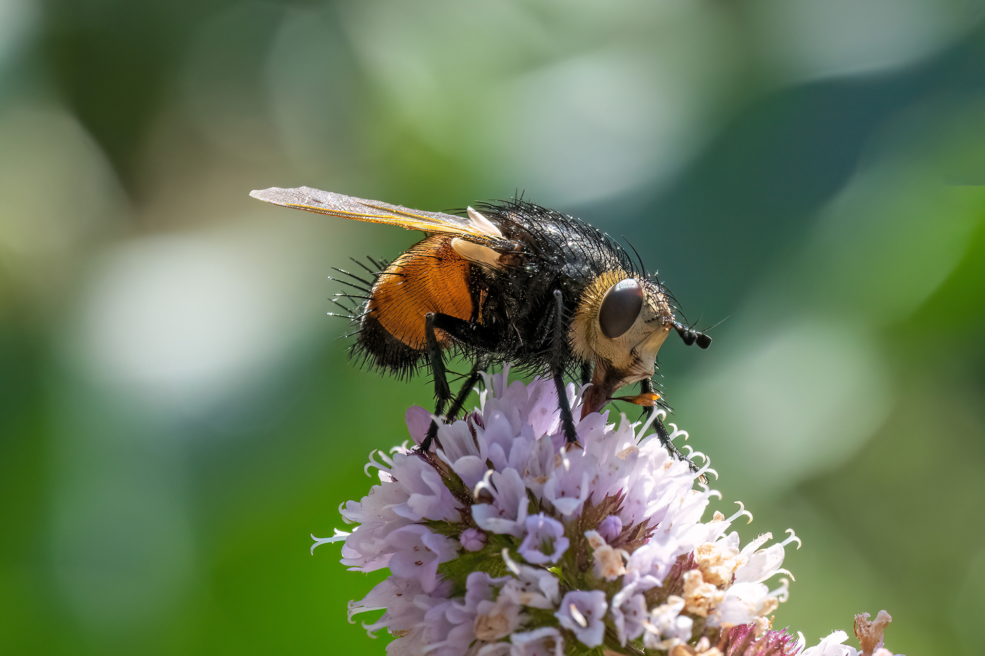 Tachina fera