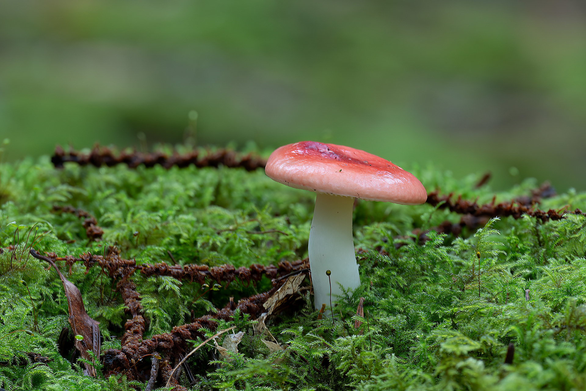 Foresta di Beffou - Russula emetica