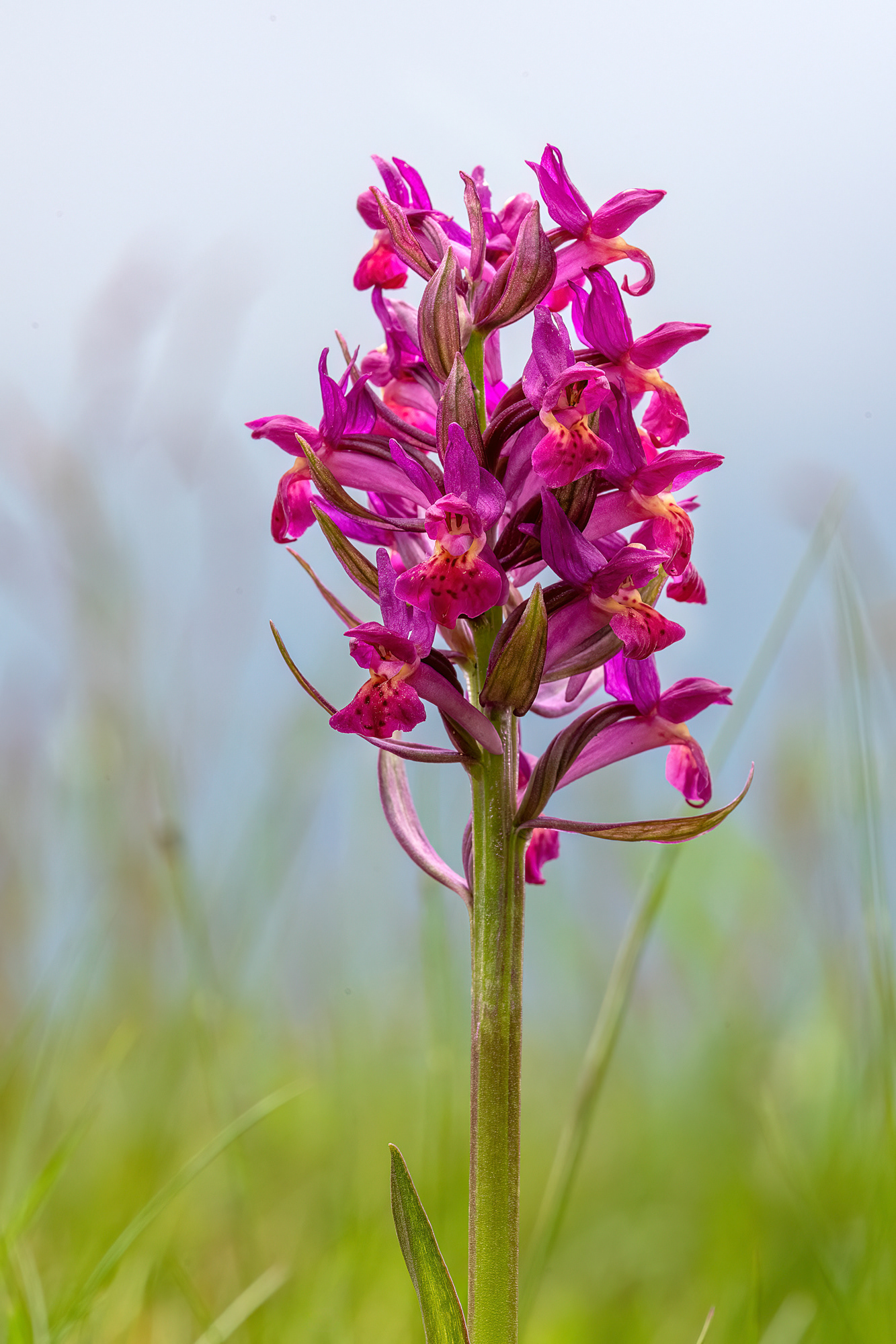 Dactylorhiza sambucina