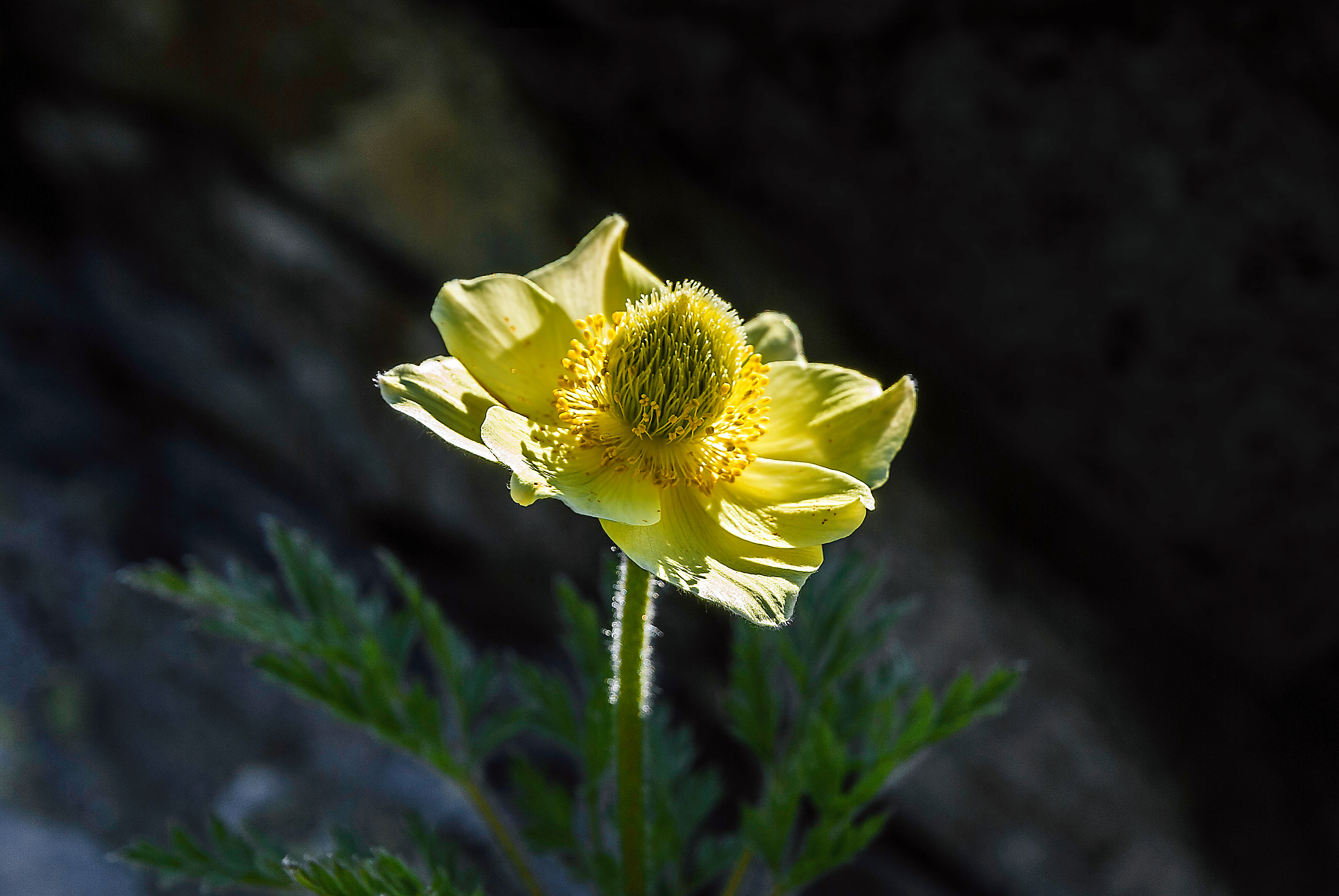 Anemone Sulfureo