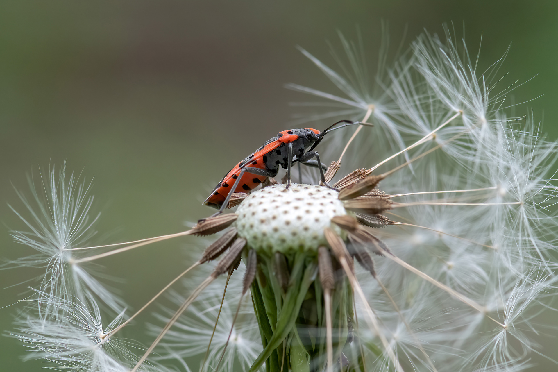 Spilostethus equestris