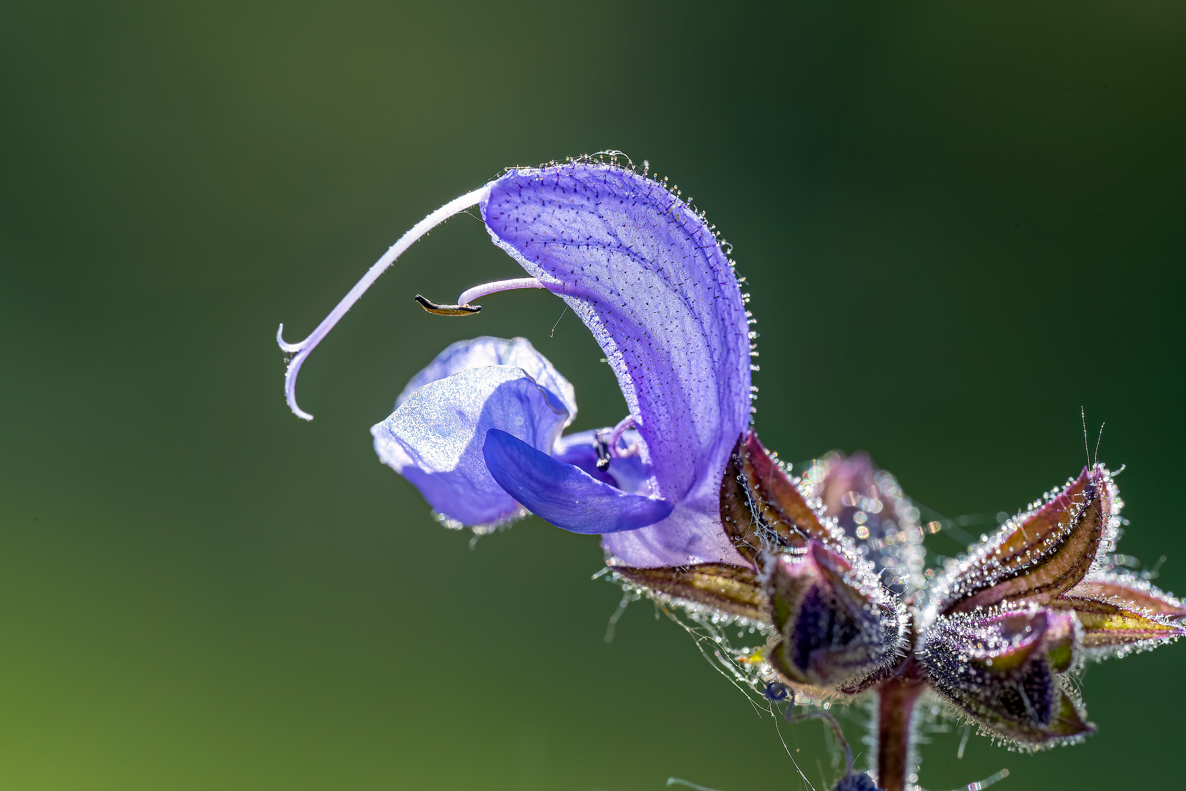 Salvia pratensis