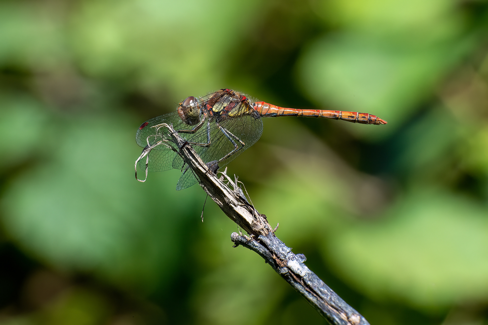 Sympetrum striolatum maschio