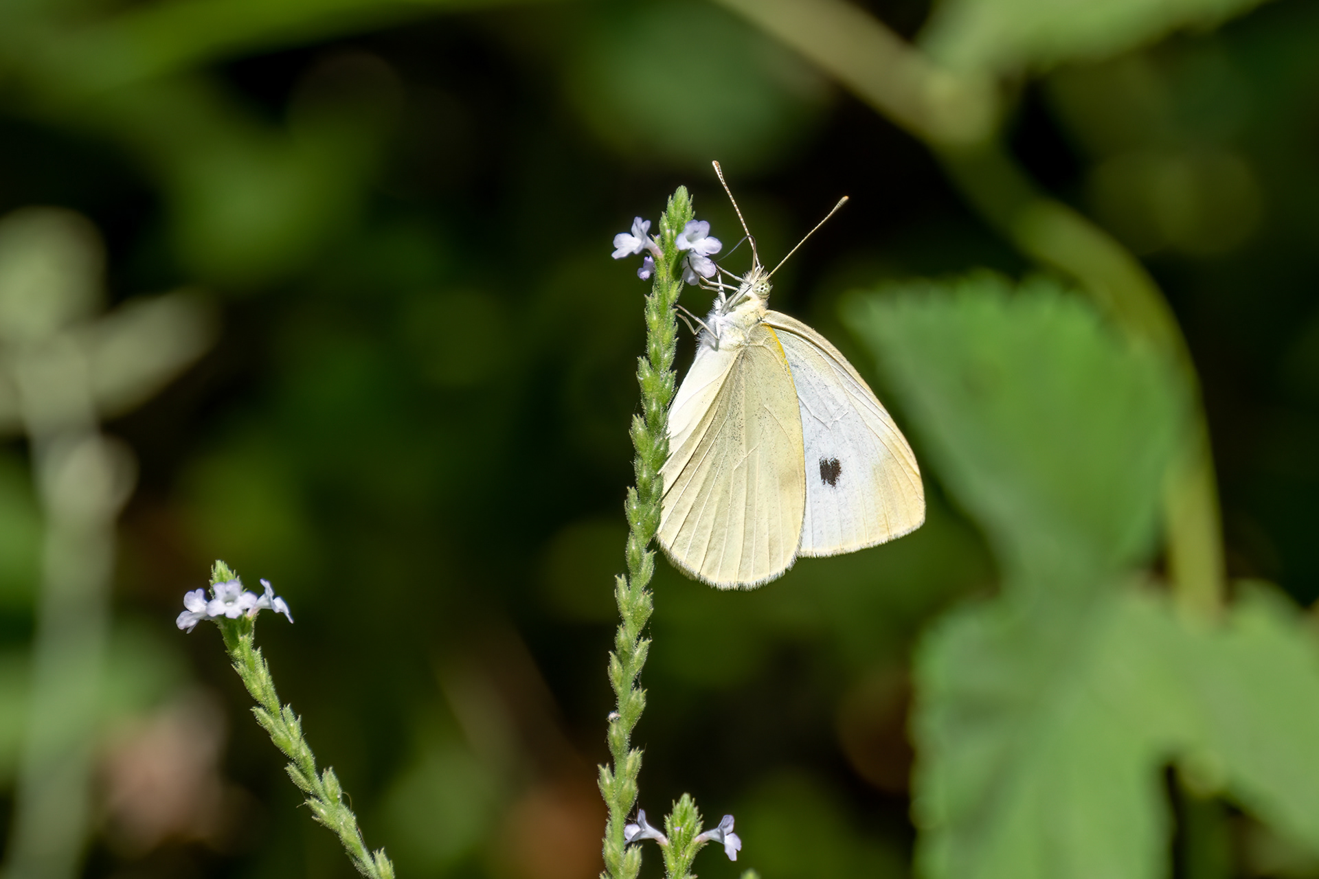 Cavolaia minore - Pieris rapae