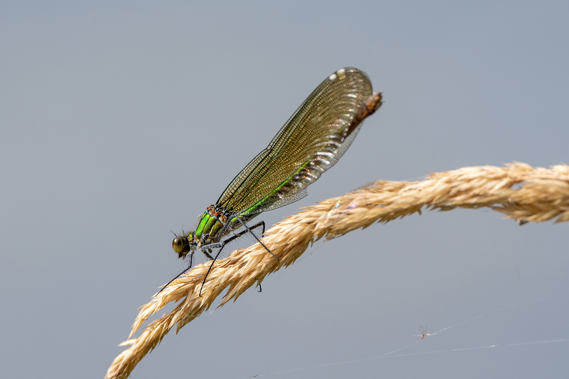 Calopteryx virgo