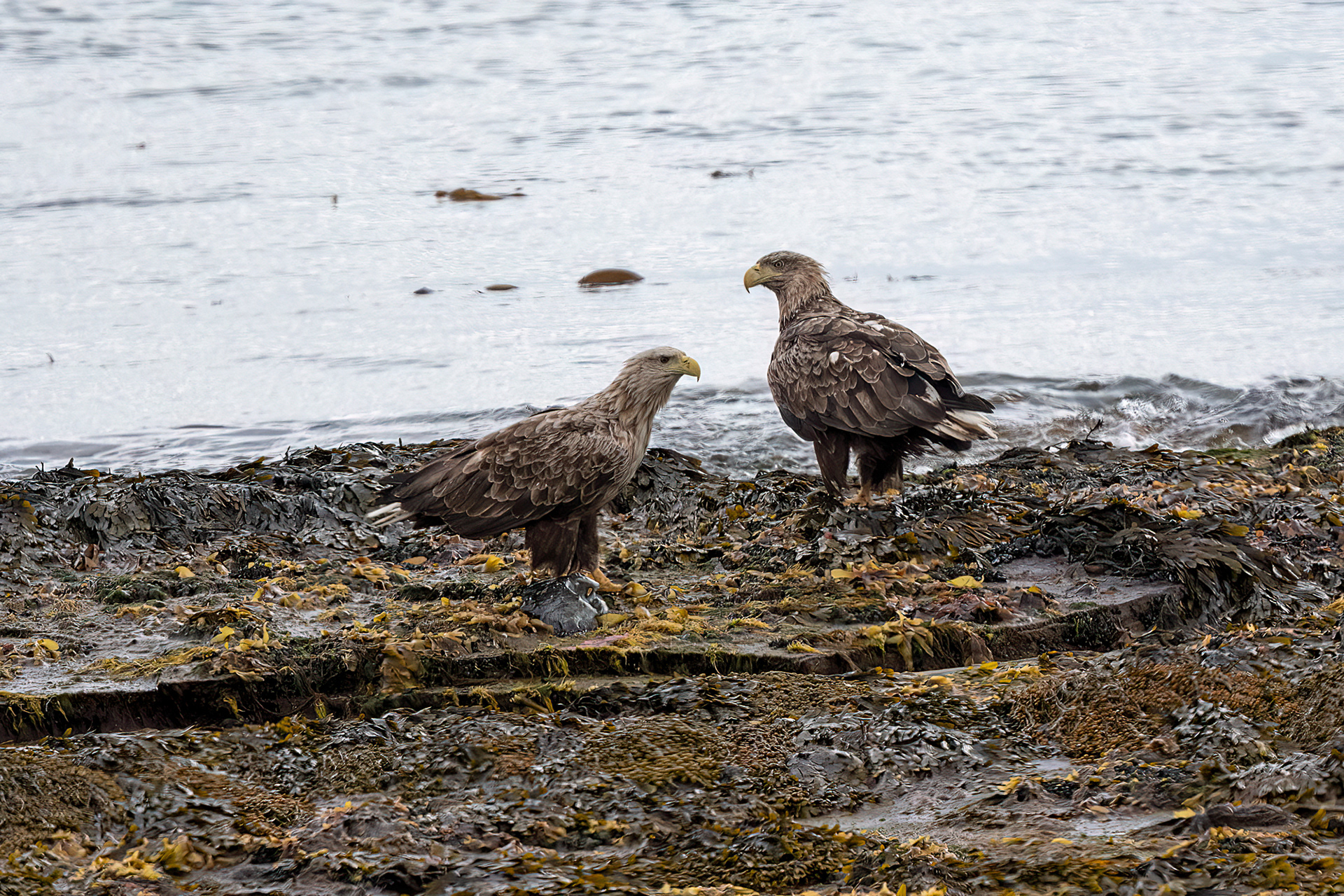 Penisola di Varanger - Aquila di mare codabianca