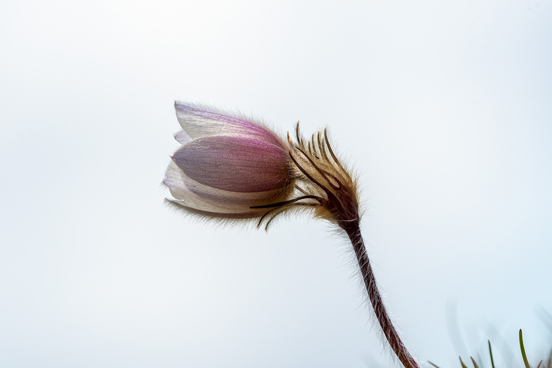 Pulsatilla vernalis