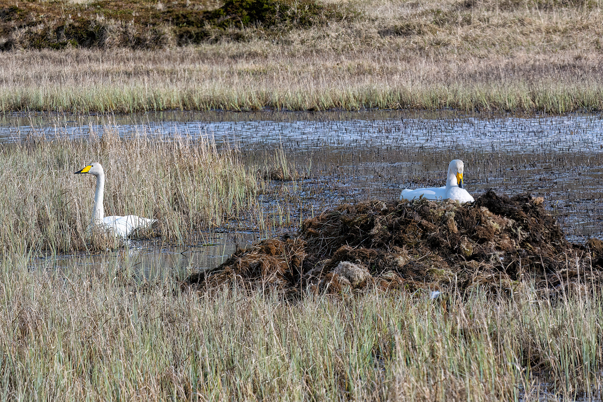Penisola di Varanger - Cigno selvatico
