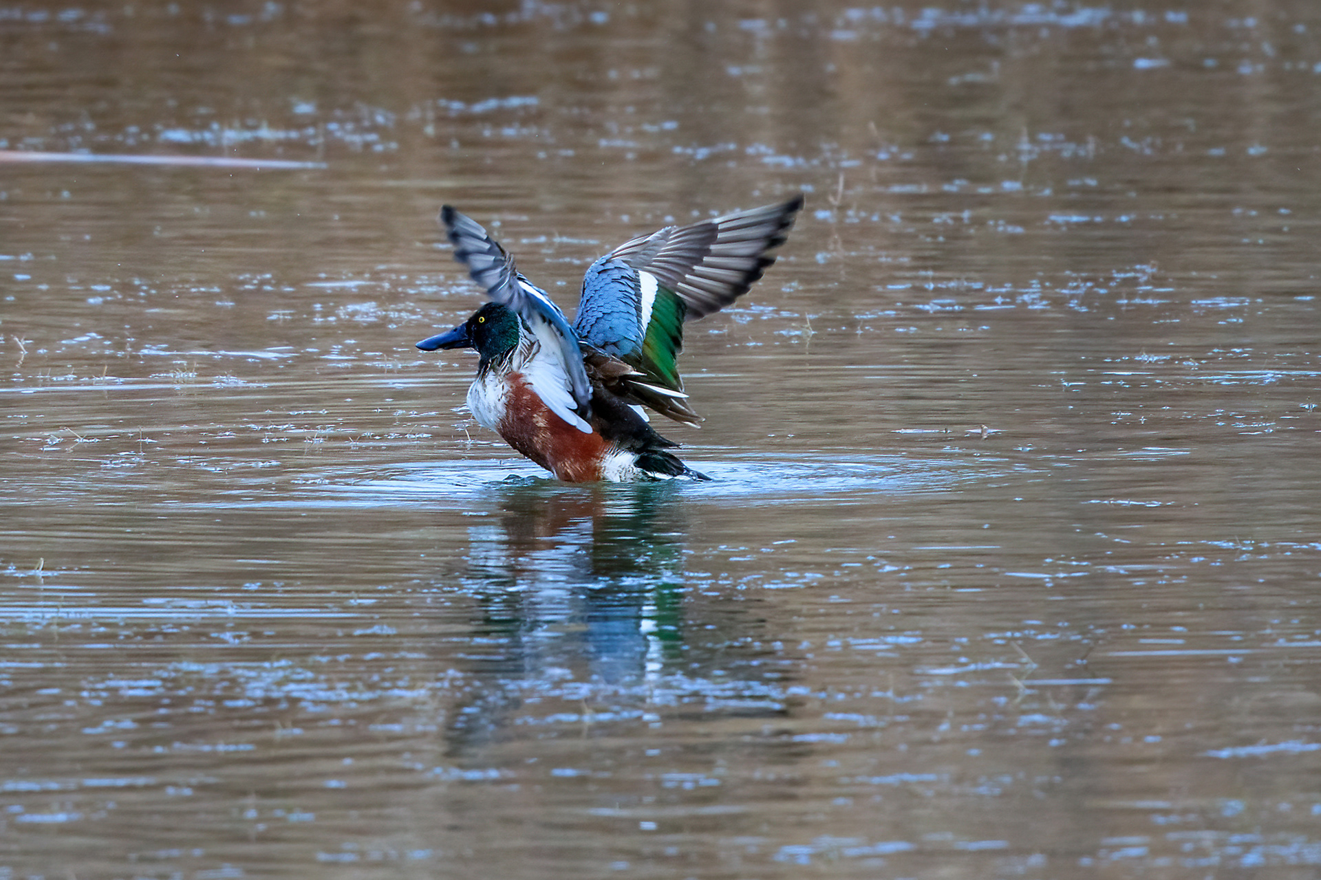 Riserva Sentina - mestolone maschio