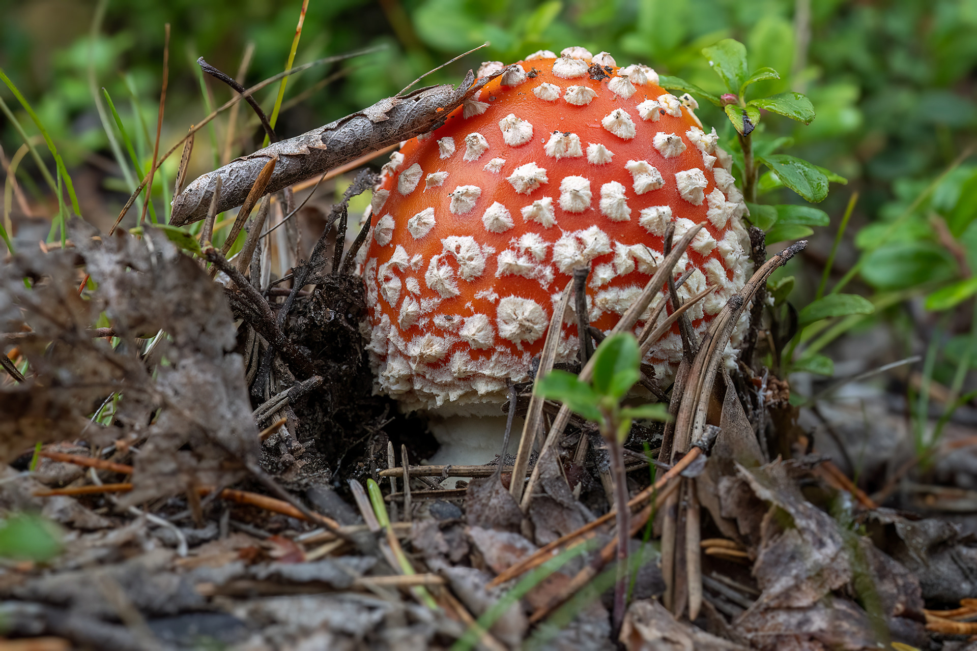 Amanita muscaria