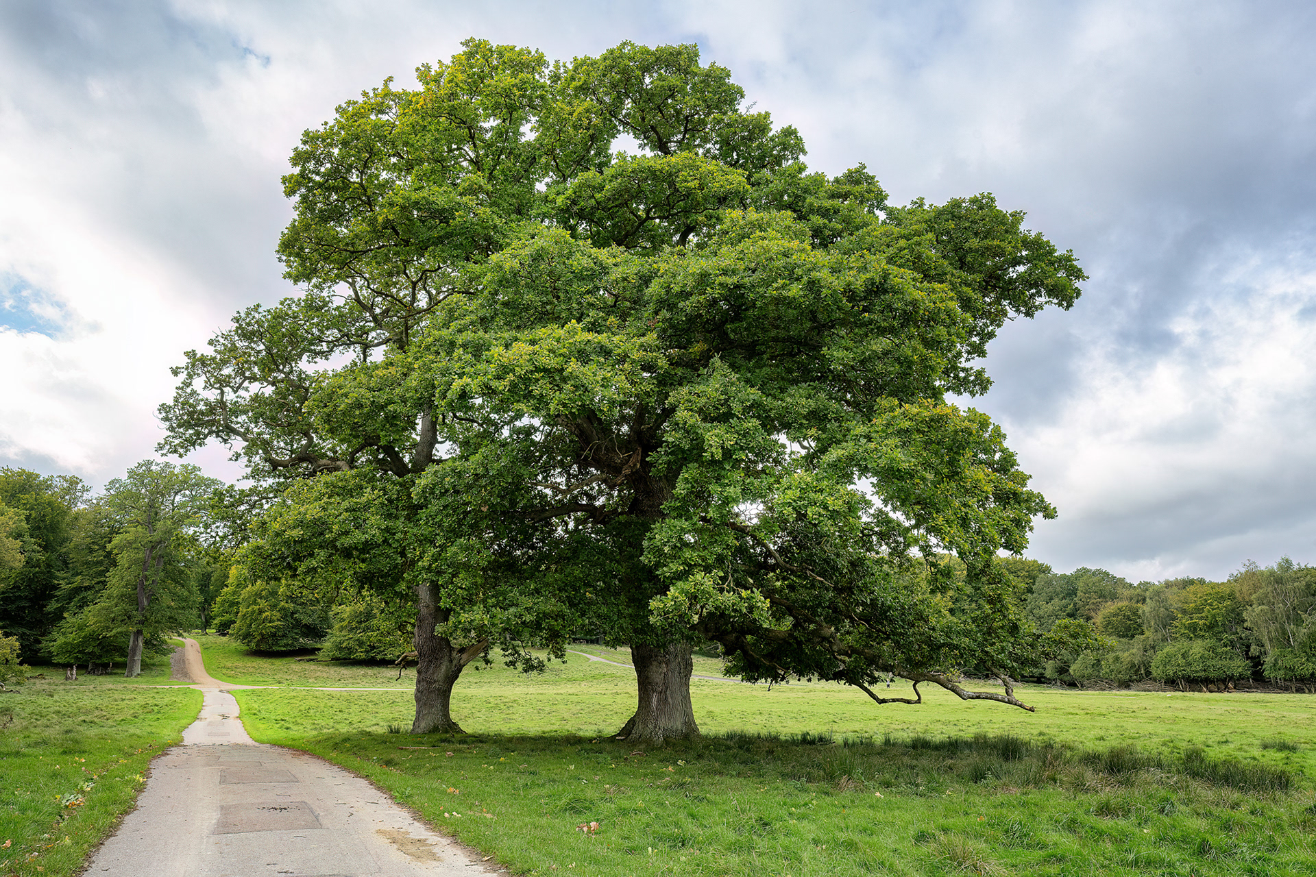 Quercia