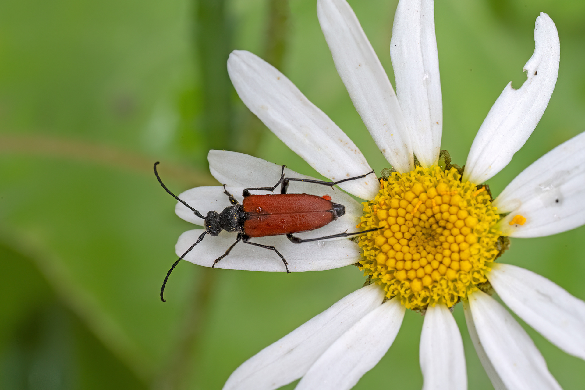 Anastrangalia sanguinolenta