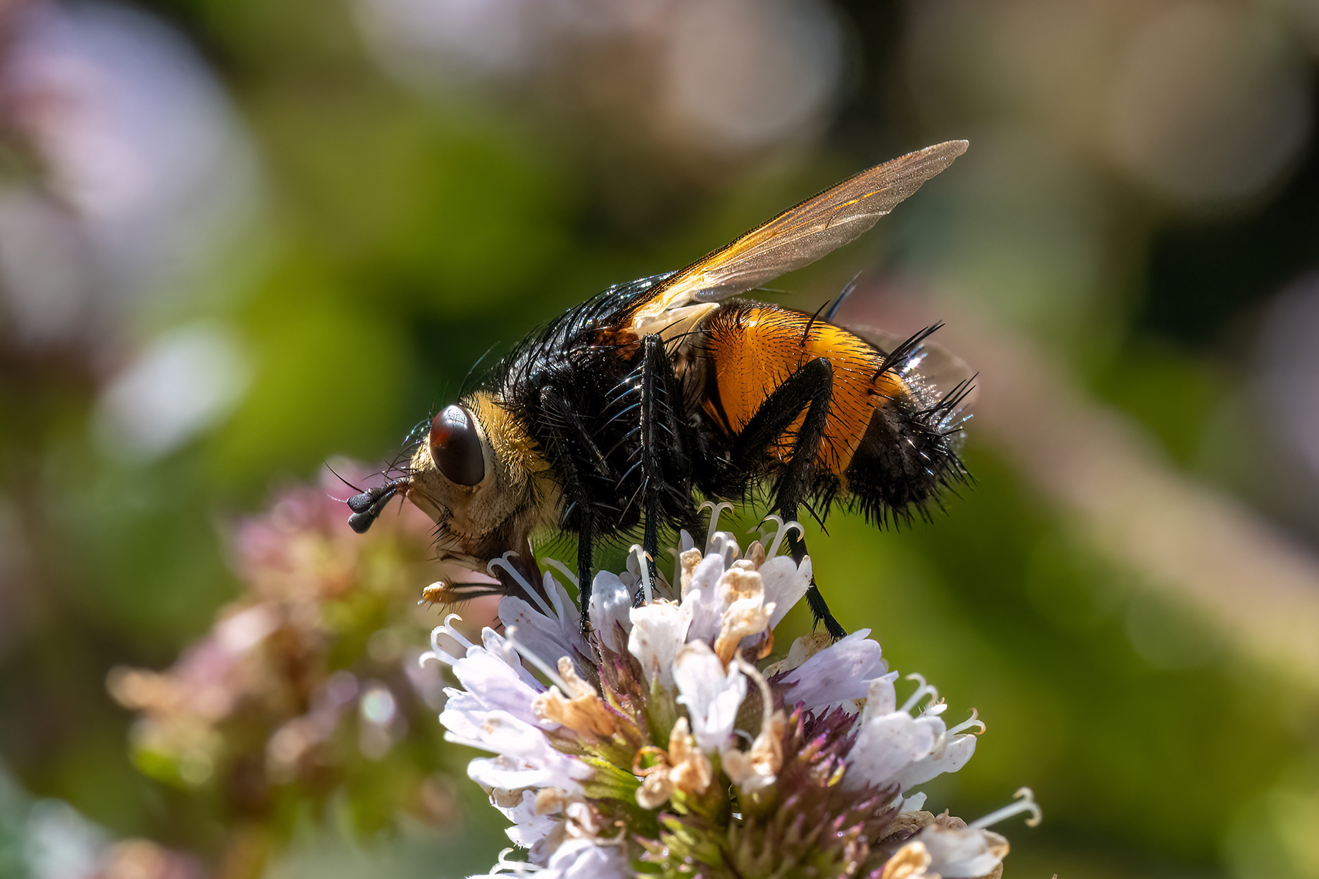 Tachina fera