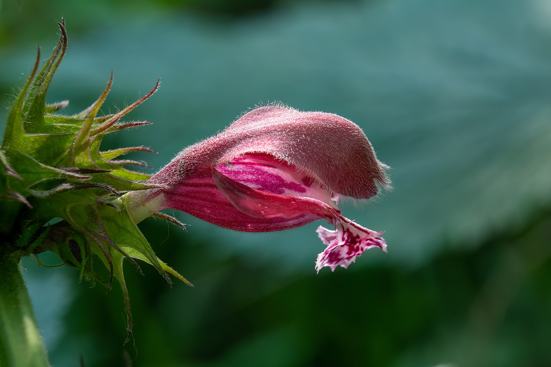 Falsa ortica - Lamium orvala