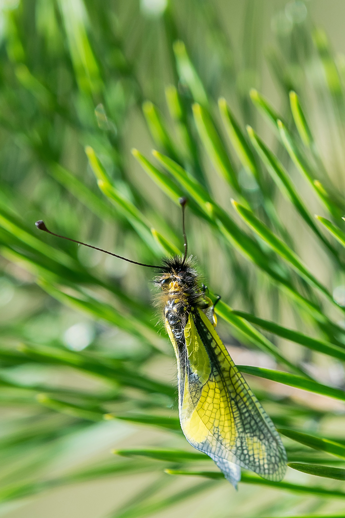 Ascalaphus libelluloides