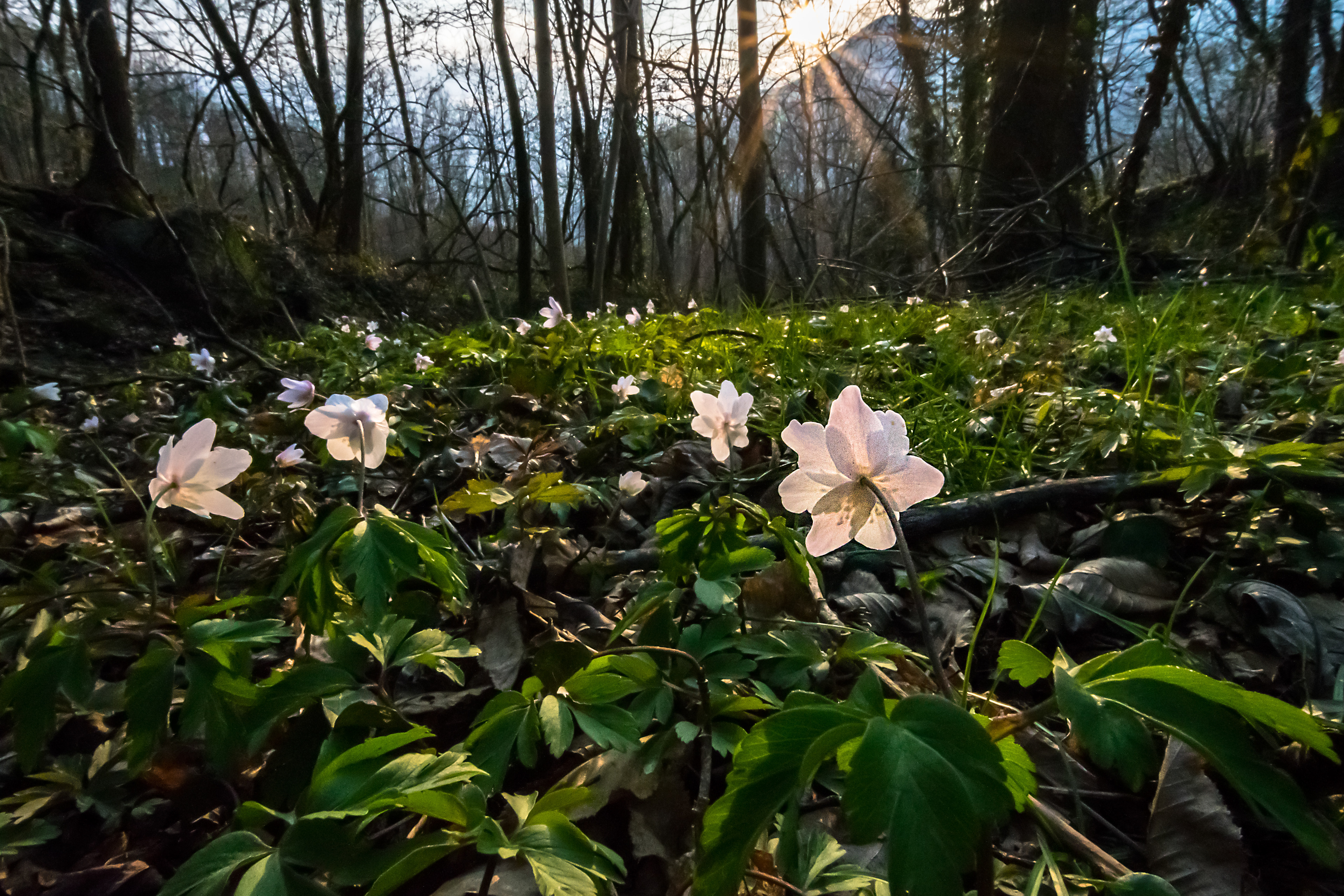 Anemone nemorosa