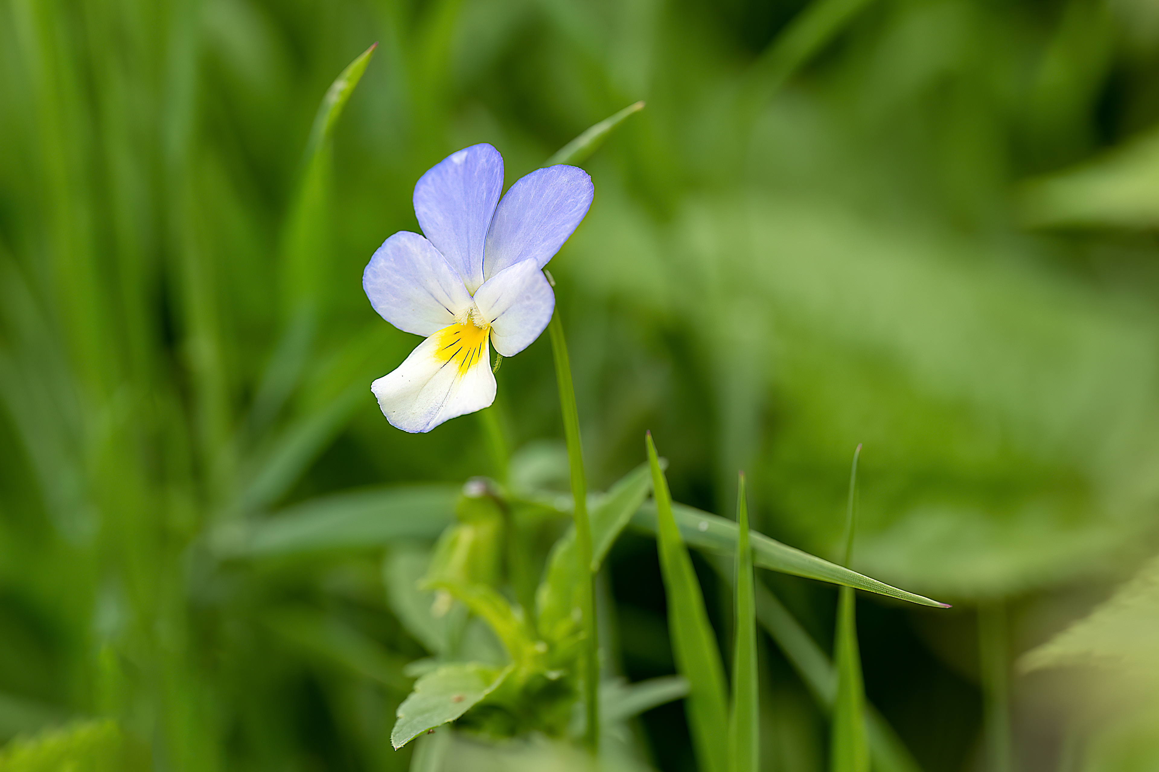 Viola tricolor