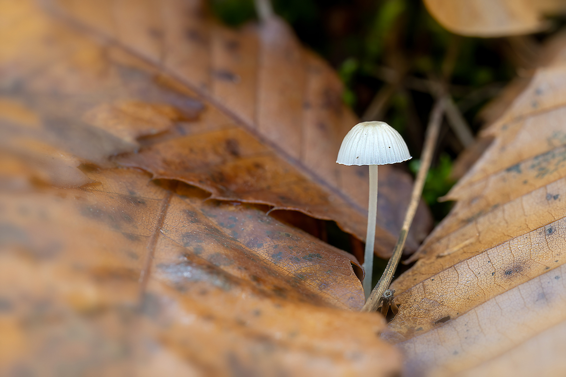 Mycena galopus