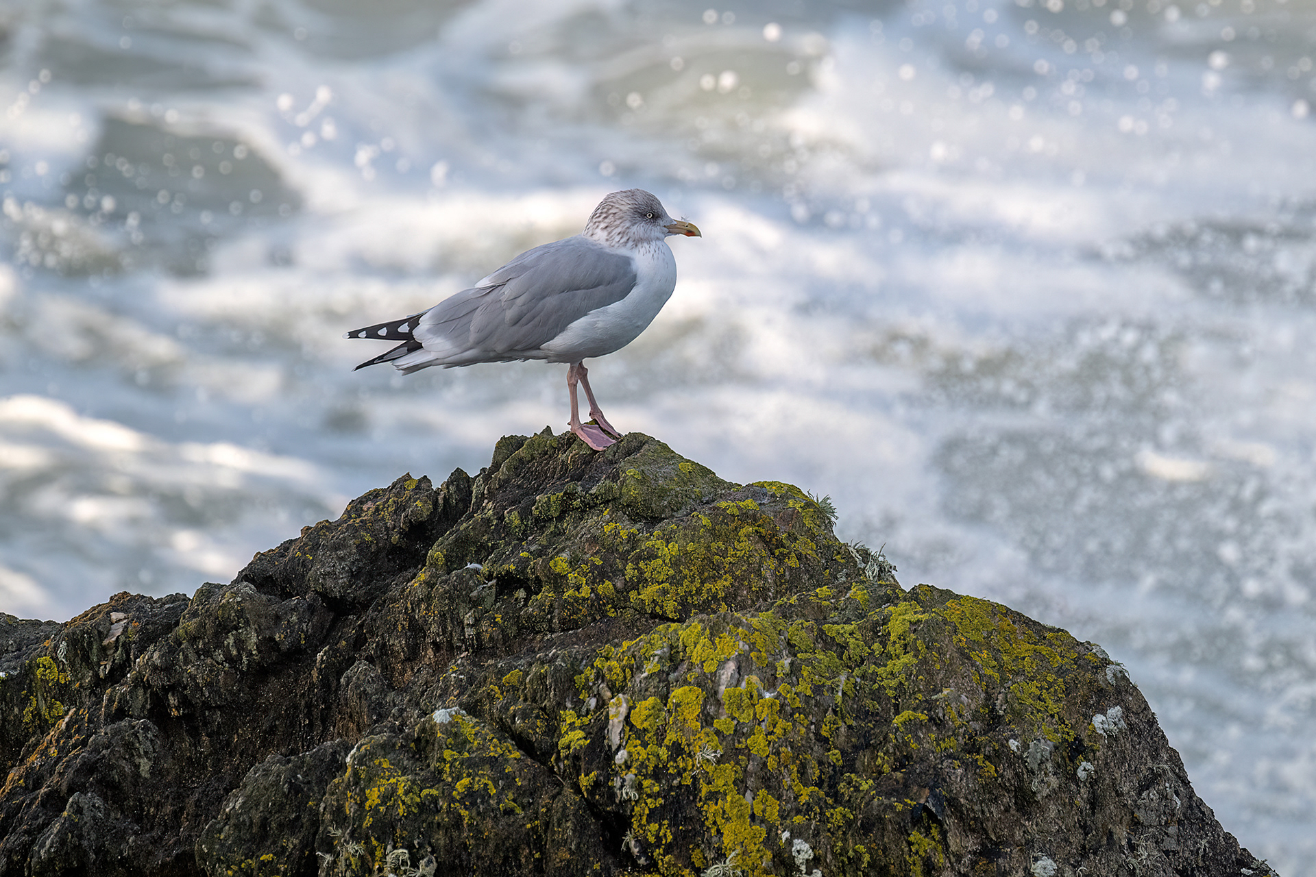 Doelan - Gabbiano reale nordico