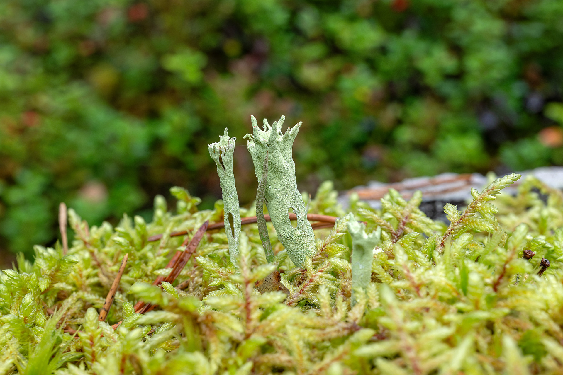 Cladonia cenotea o uncialis