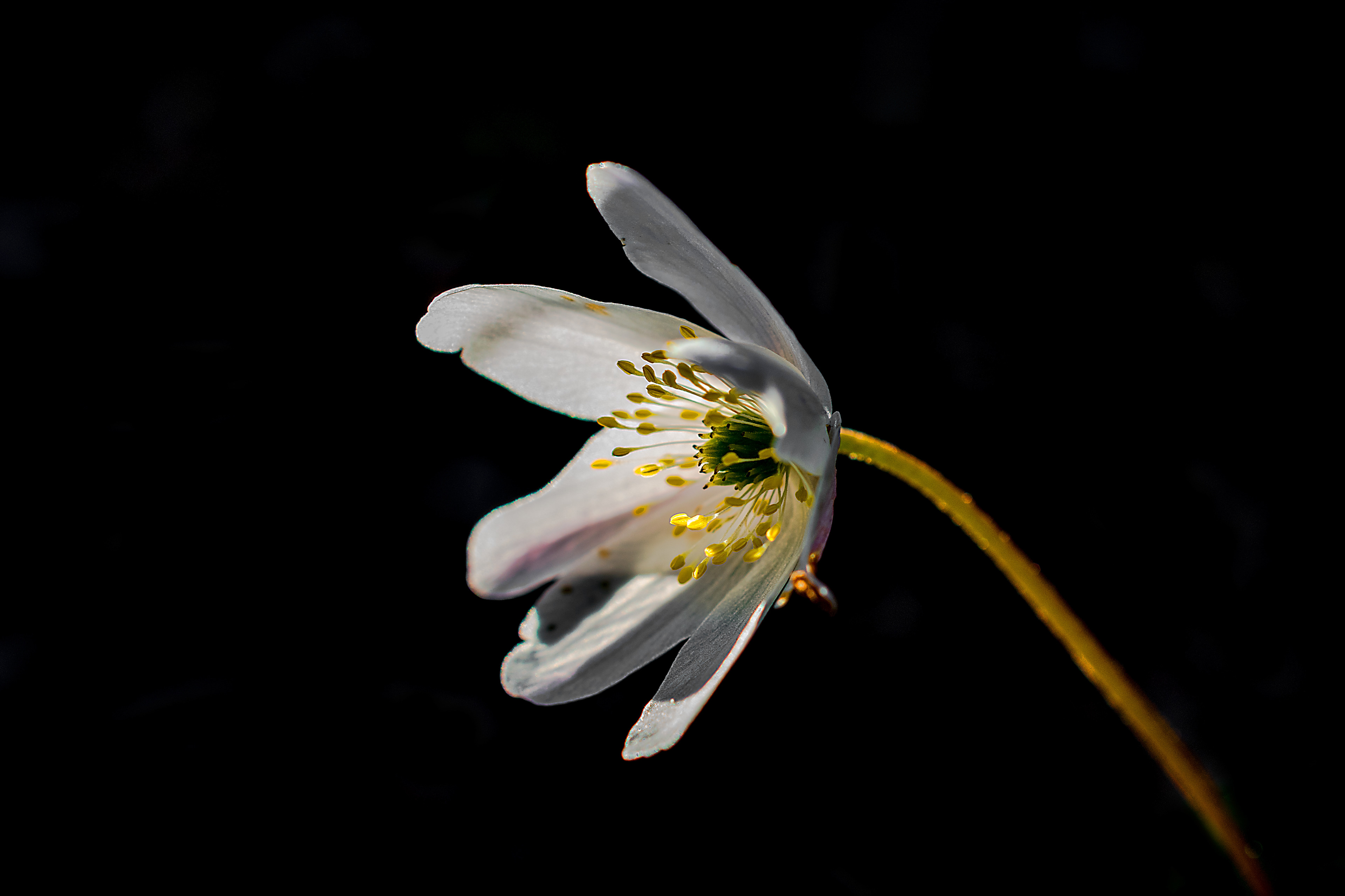 Anemone nemorosa