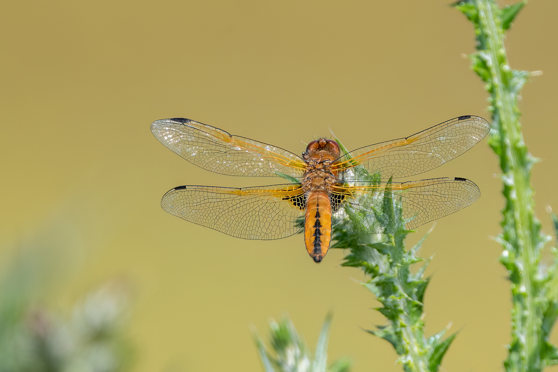Libellula fulva femmina