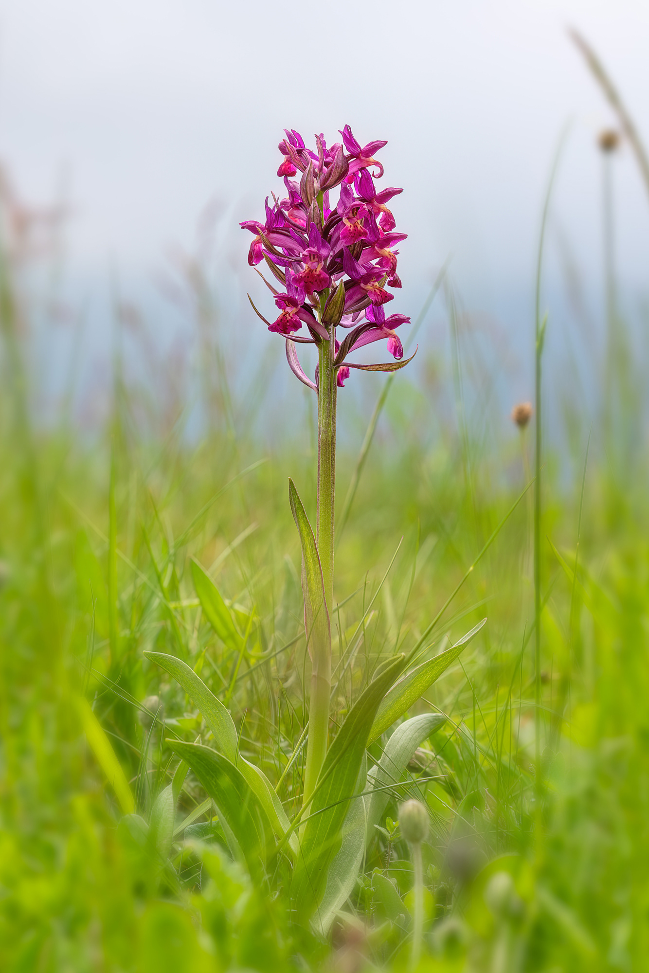Dactylorhiza sambucina
