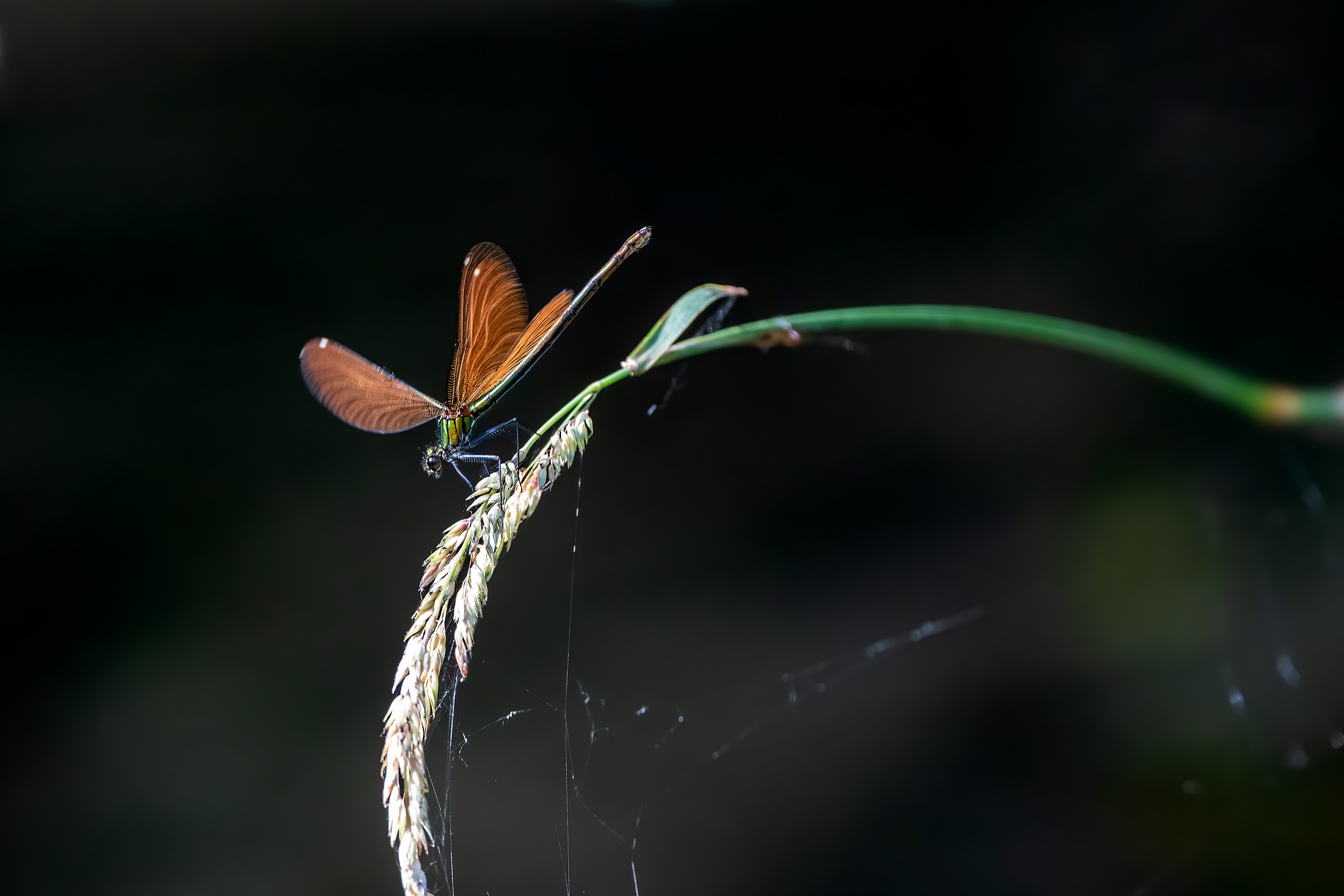 Calopteryx