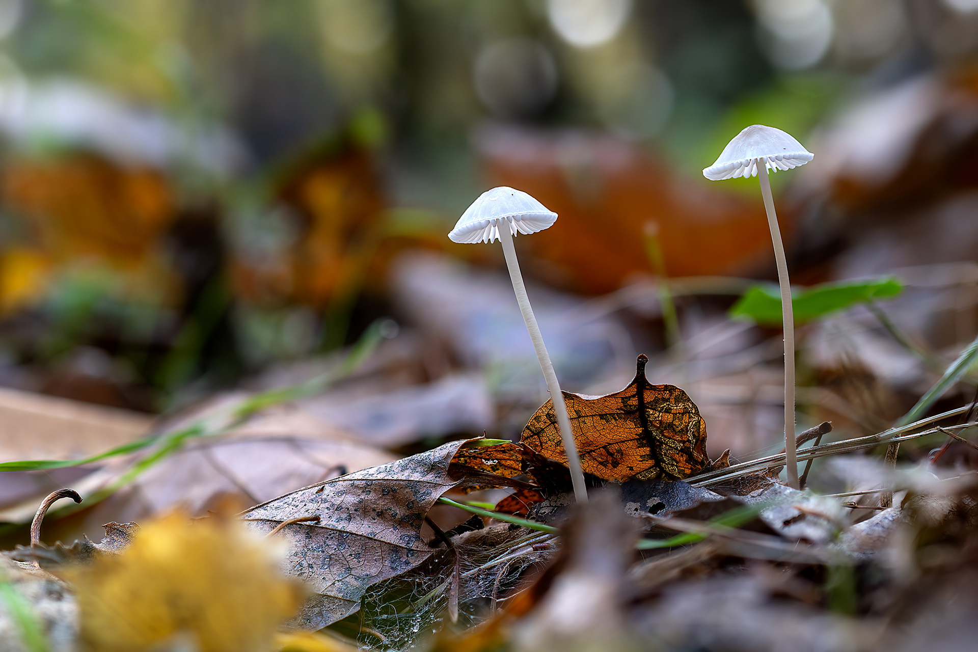 Mycena galopus