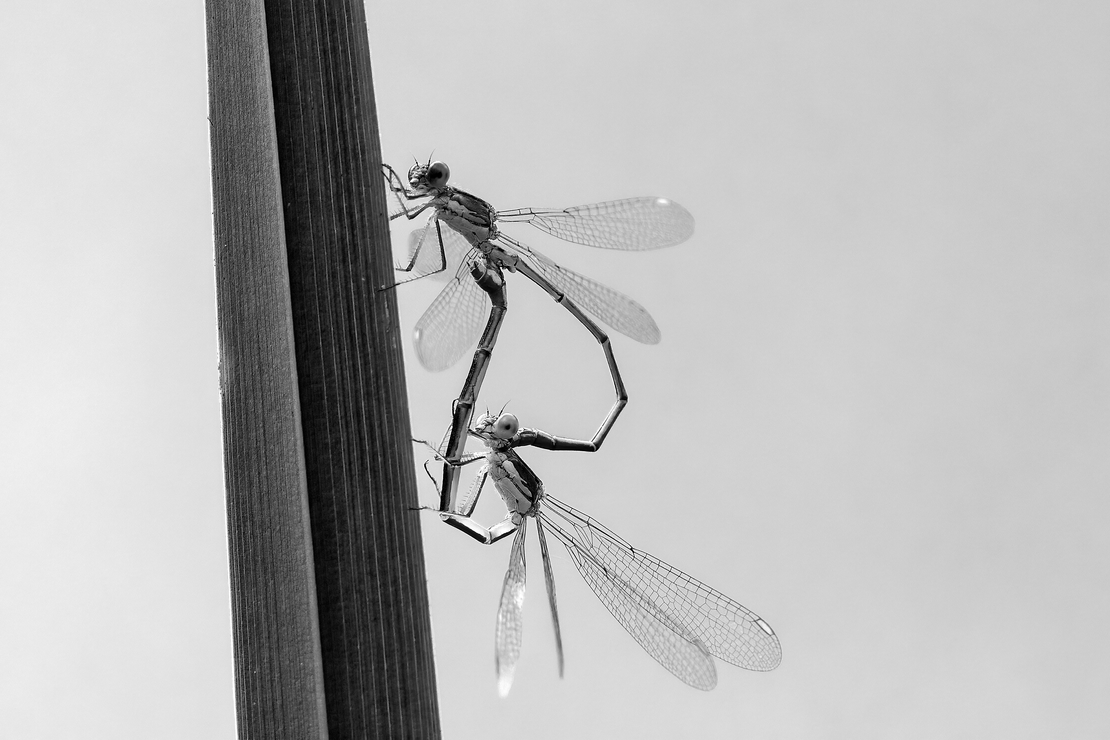 Lestes viridis